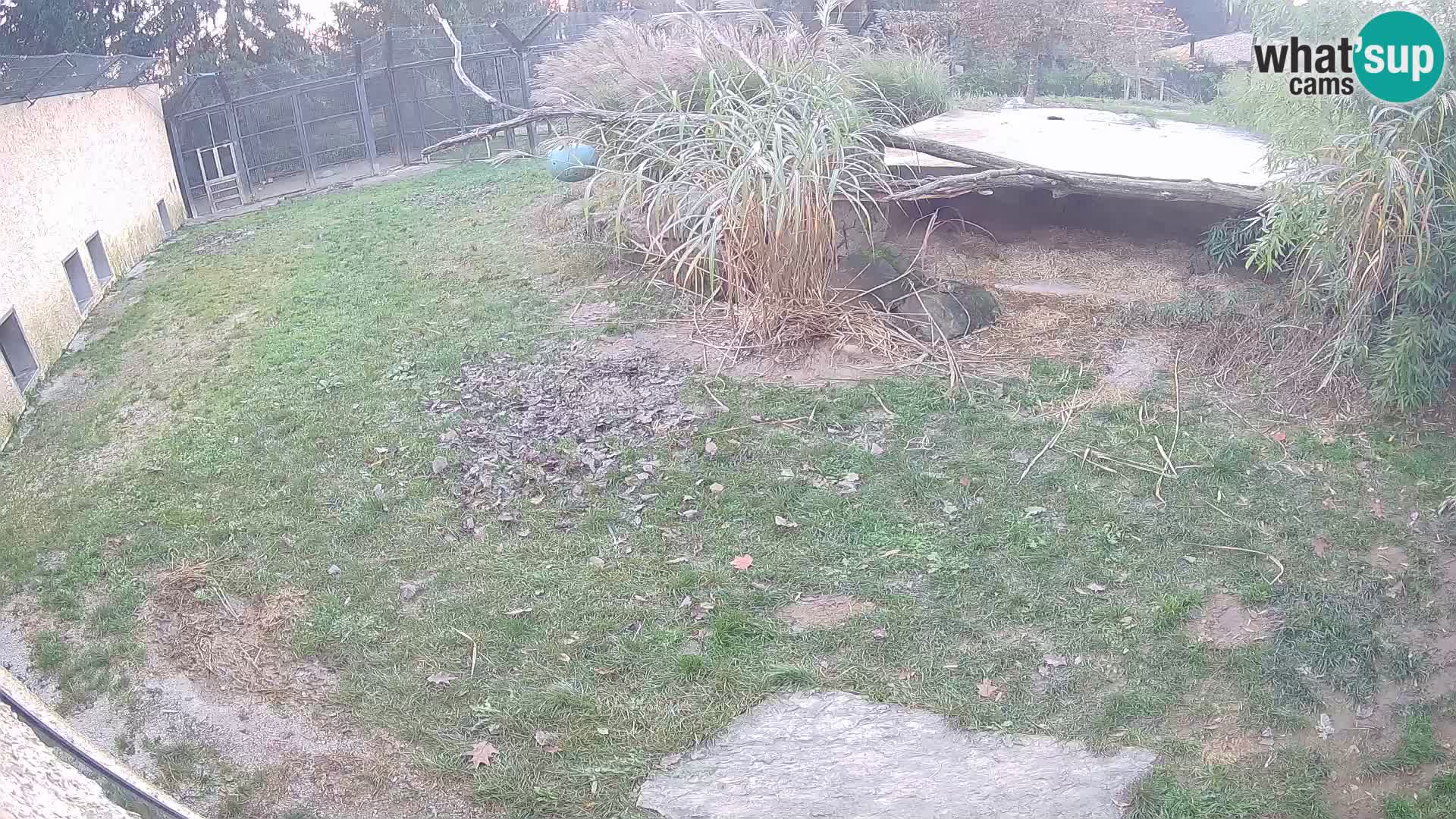 LION webcam en direct du zoo de Ljubljana – Slovénie