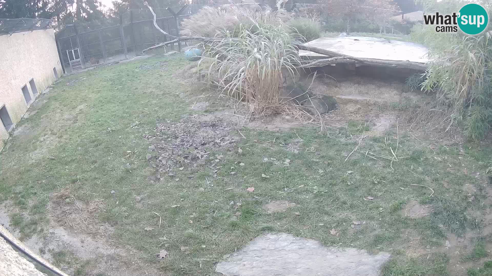 LEON Webcam en vivo en Ljubljana Zoo – Eslovenia