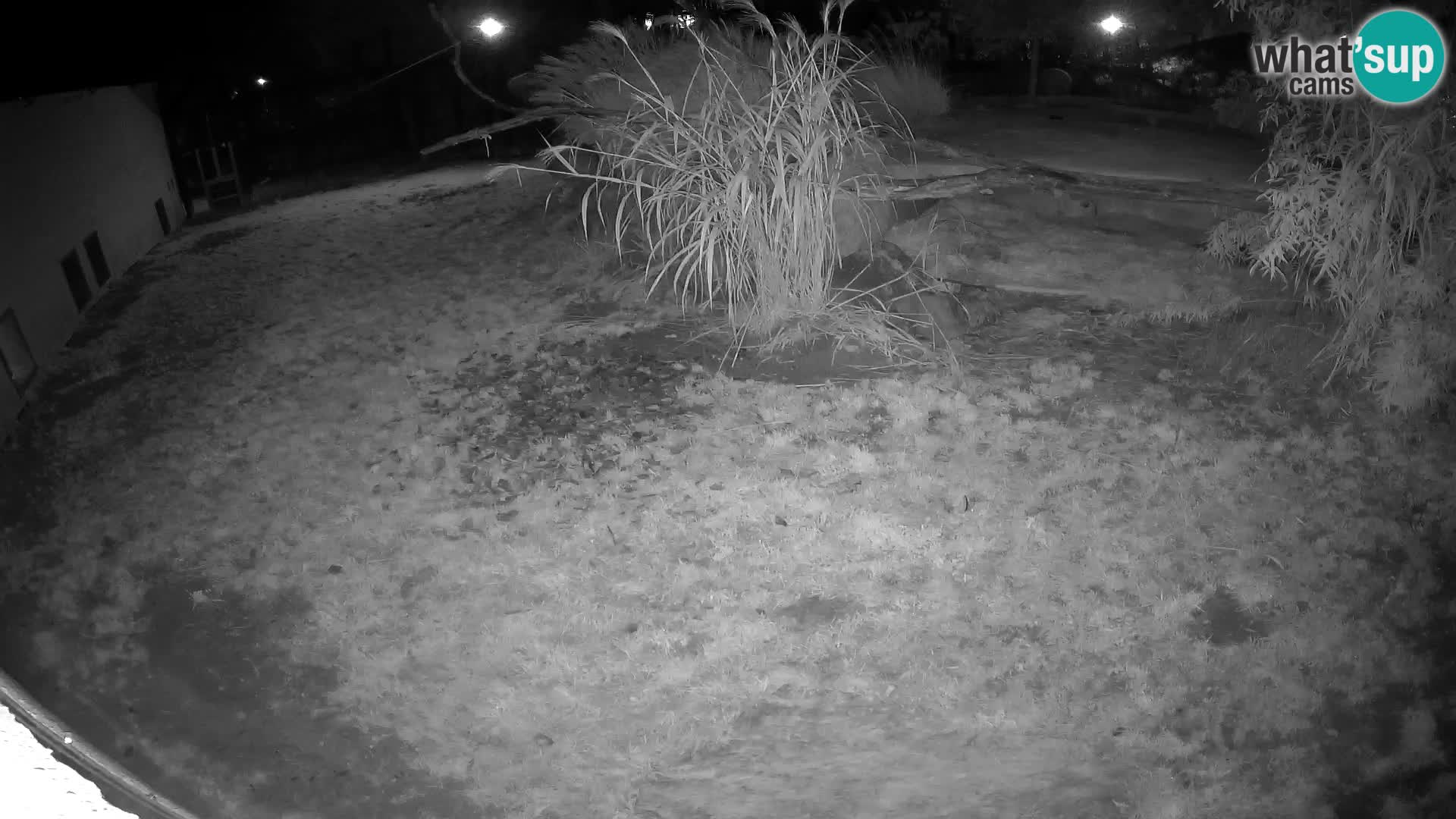 LEON Webcam en vivo en Ljubljana Zoo – Eslovenia