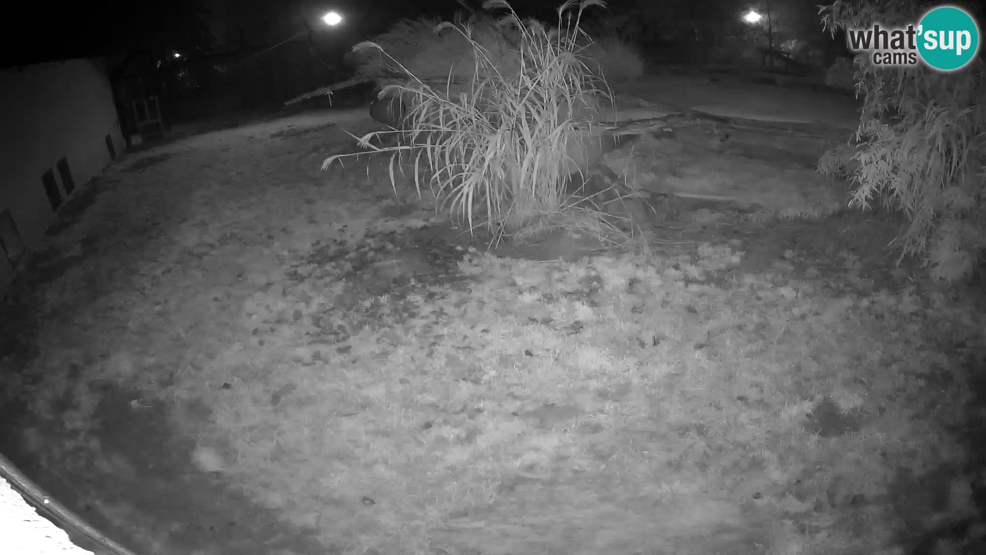 LEON Webcam en vivo en Ljubljana Zoo – Eslovenia