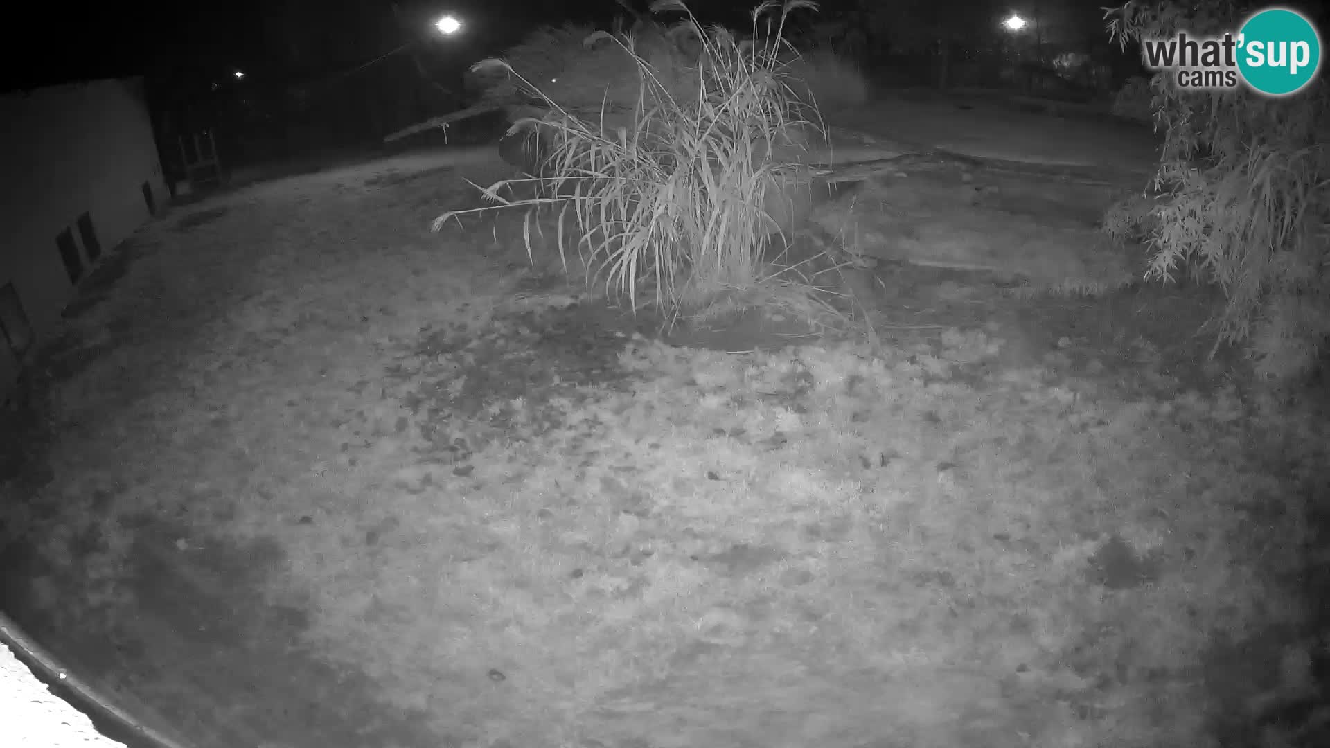 LION live Webcam in Ljubljana Zoo – Slovenia