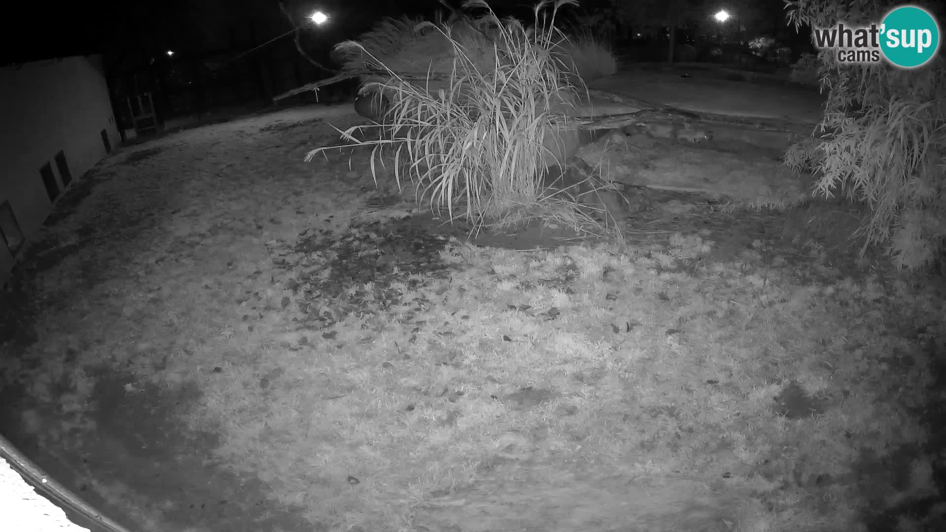 Löwe live Webcam im Zoo von Ljubljana – Slowenien