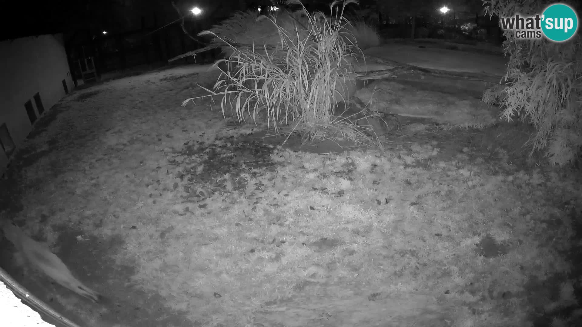 LEVI spletna kamera v živalskem vrtu Ljubljana Zoo