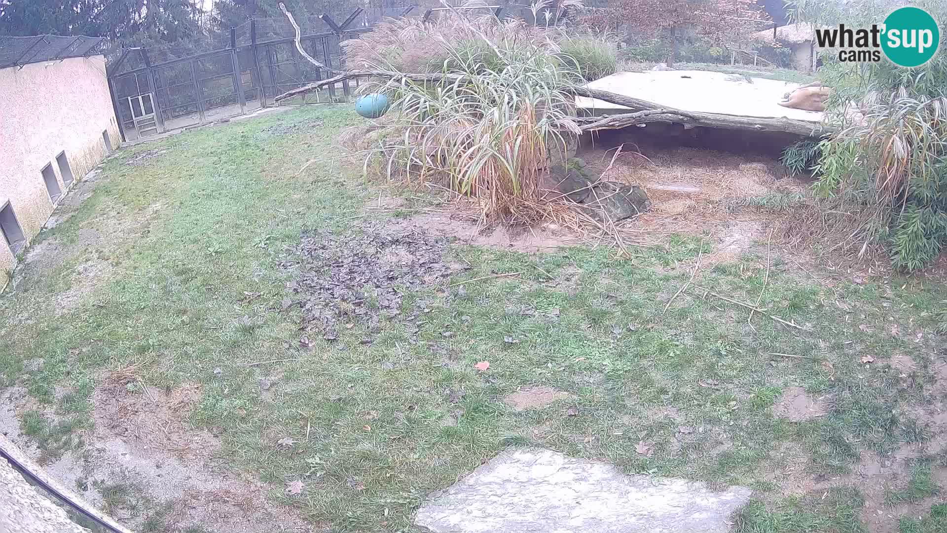 Lavovi web kamera uživo u ljubljanskom zoološkom vrtu – Slovenija