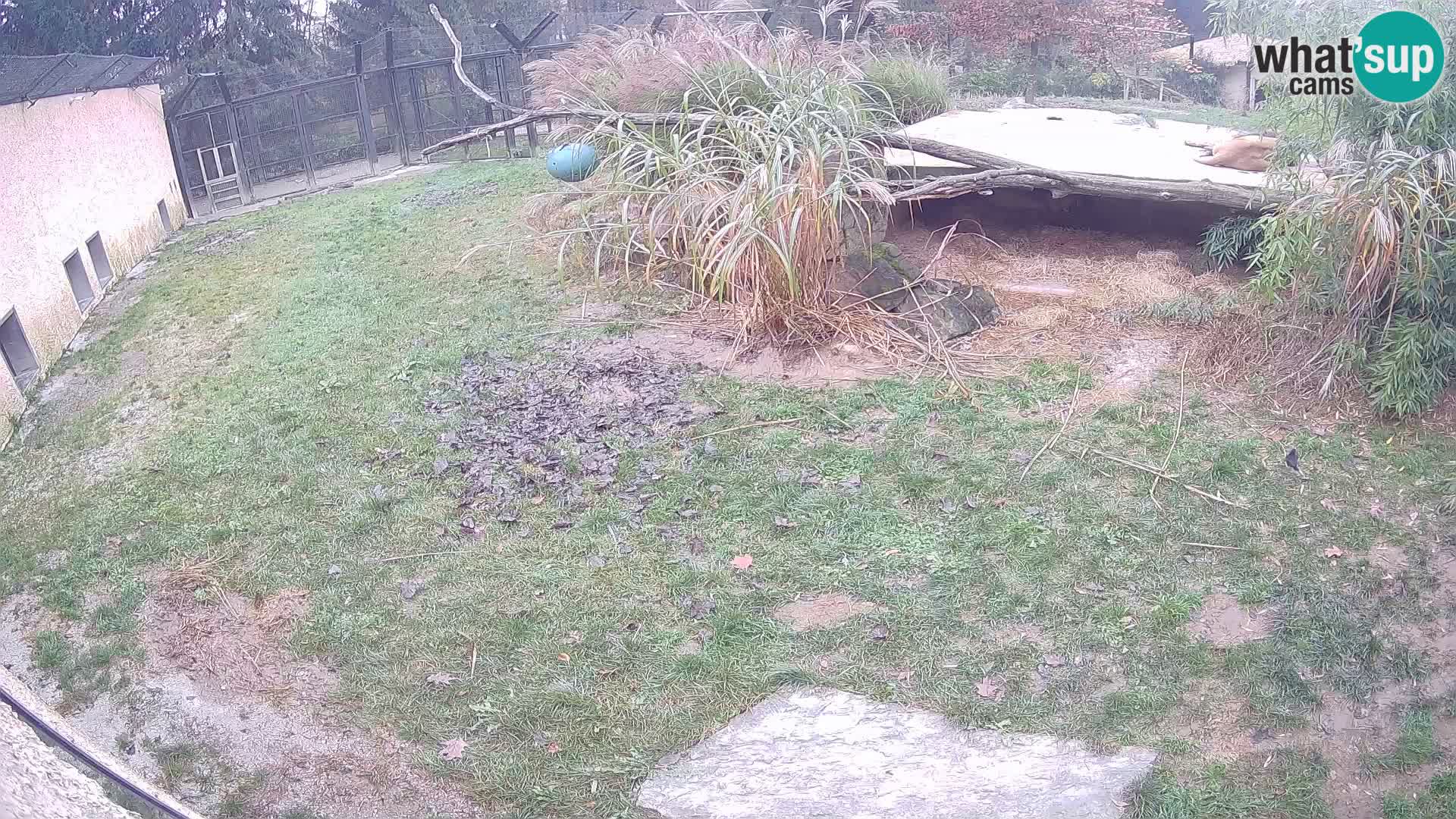 Lavovi web kamera uživo u ljubljanskom zoološkom vrtu – Slovenija