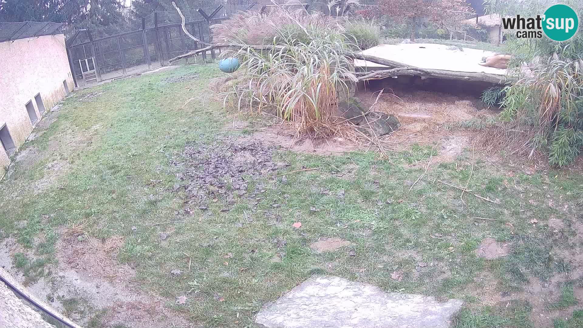 LEONE live Webcam nello zoo di Lubiana – Slovenia