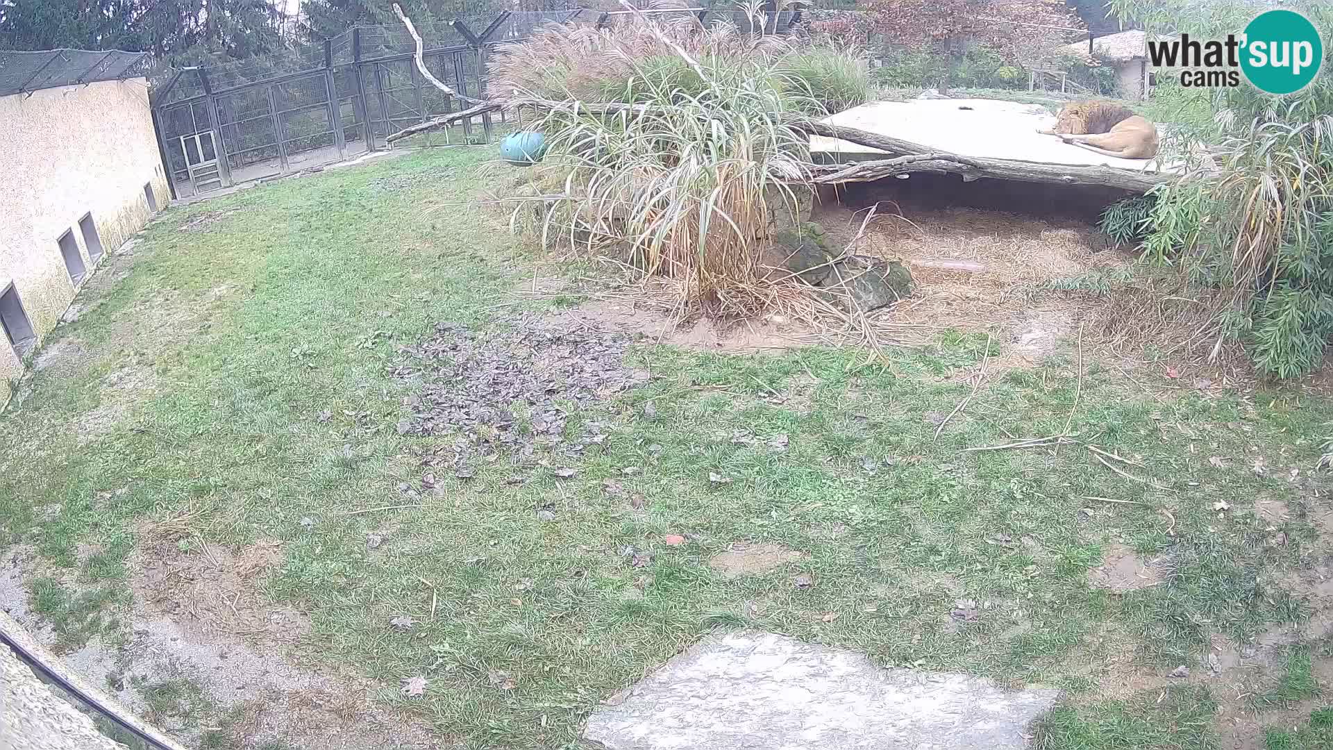 LEONE live Webcam nello zoo di Lubiana – Slovenia