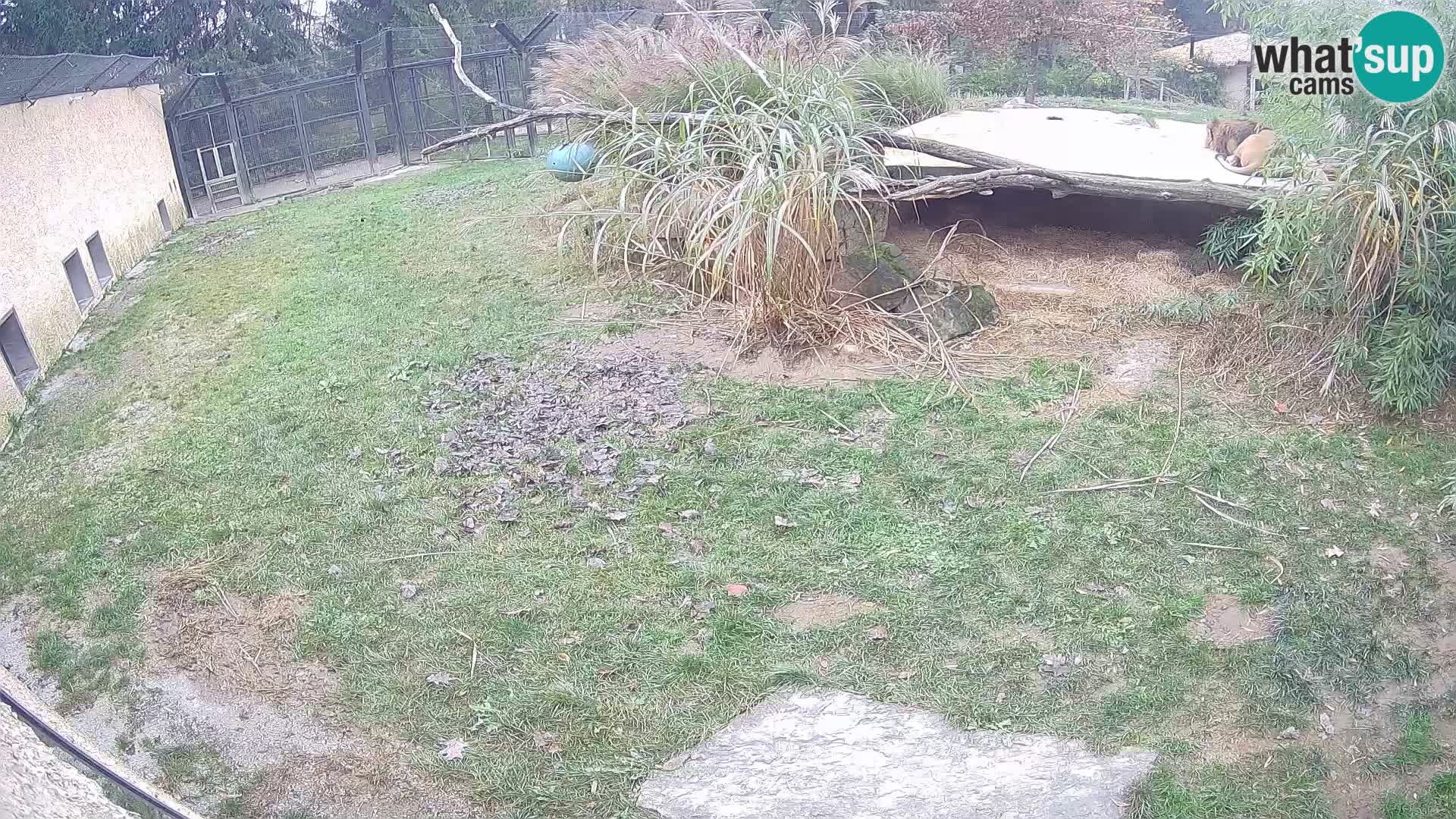 LEONE live Webcam nello zoo di Lubiana – Slovenia