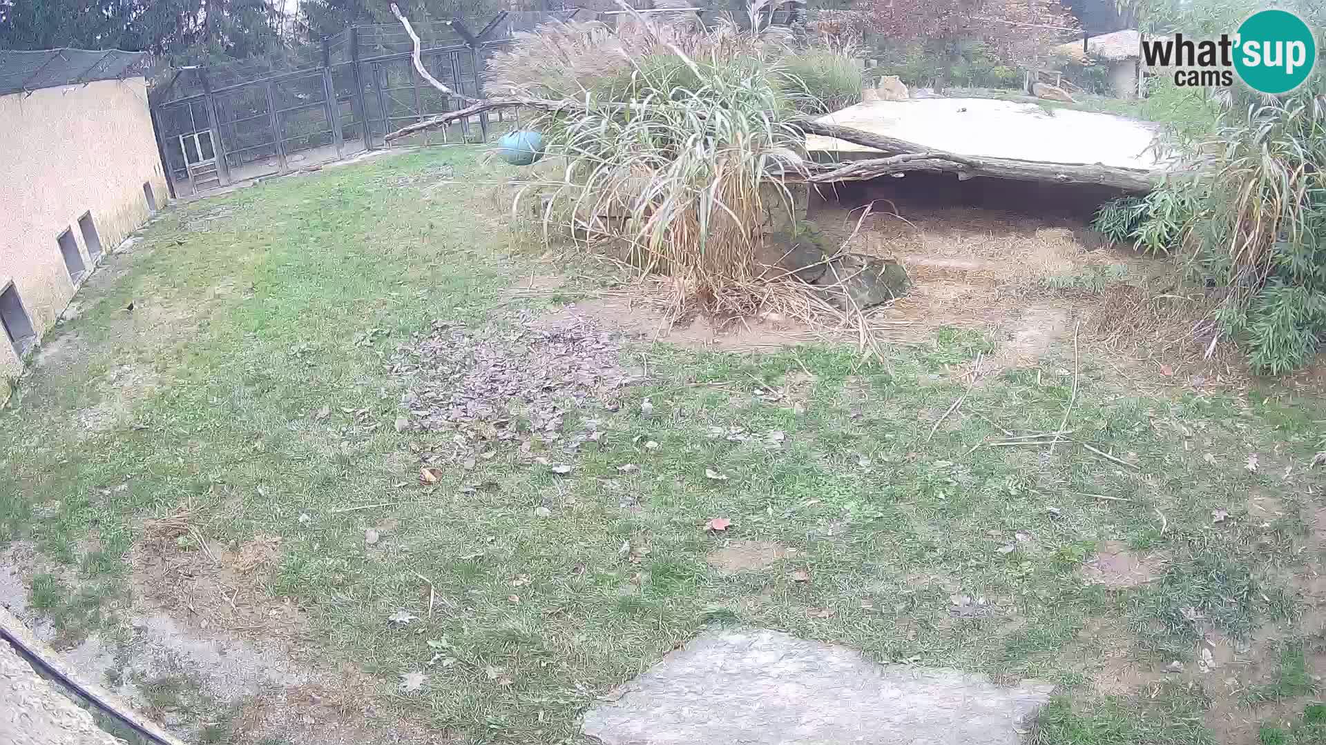 LEONE live Webcam nello zoo di Lubiana – Slovenia