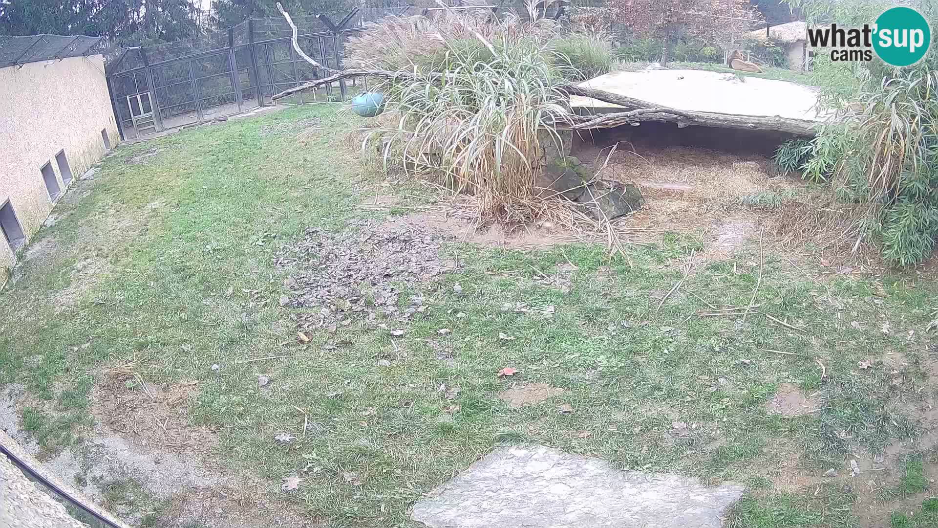 LEON Webcam en vivo en Ljubljana Zoo – Eslovenia