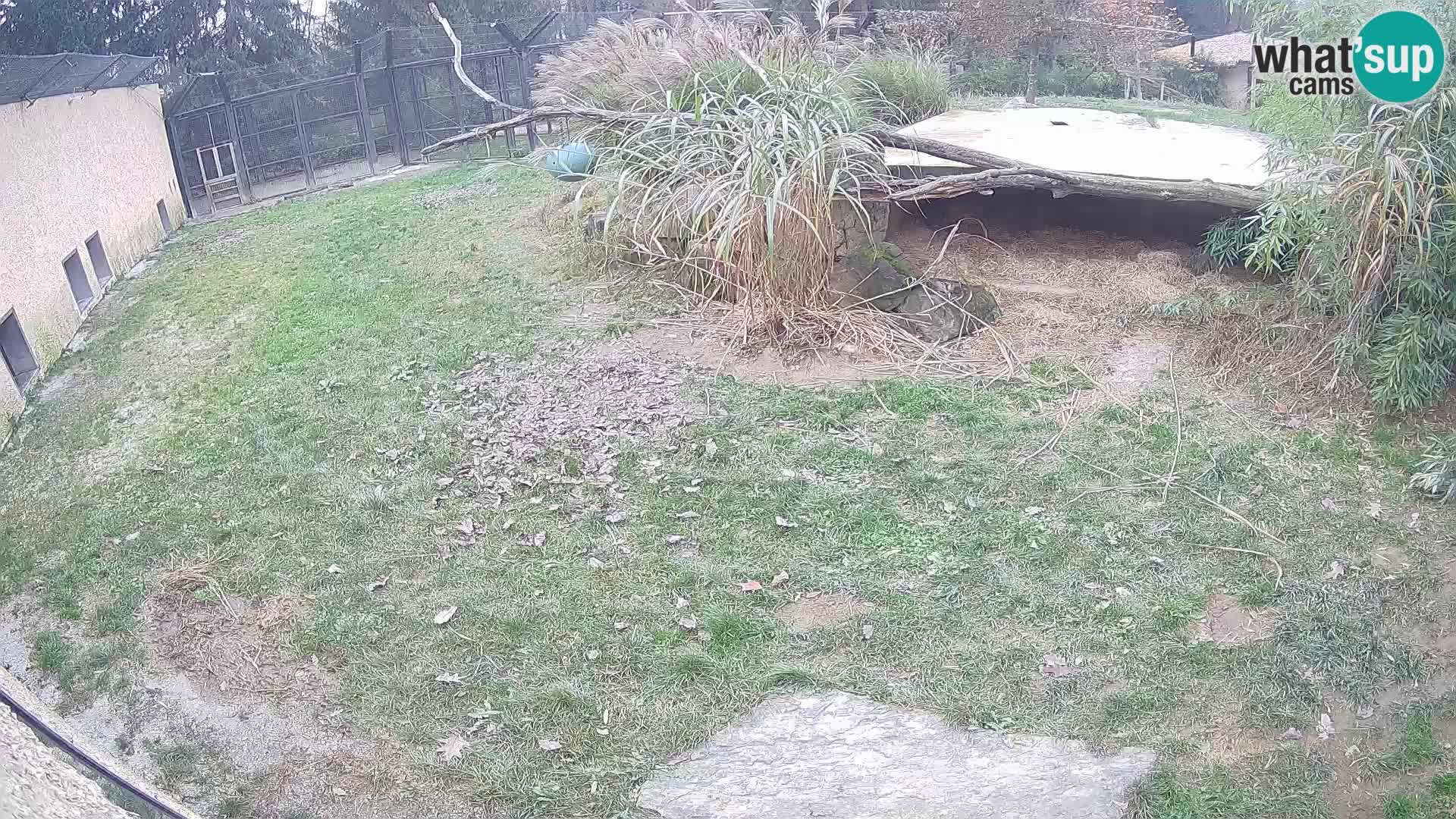 LEONE live Webcam nello zoo di Lubiana – Slovenia