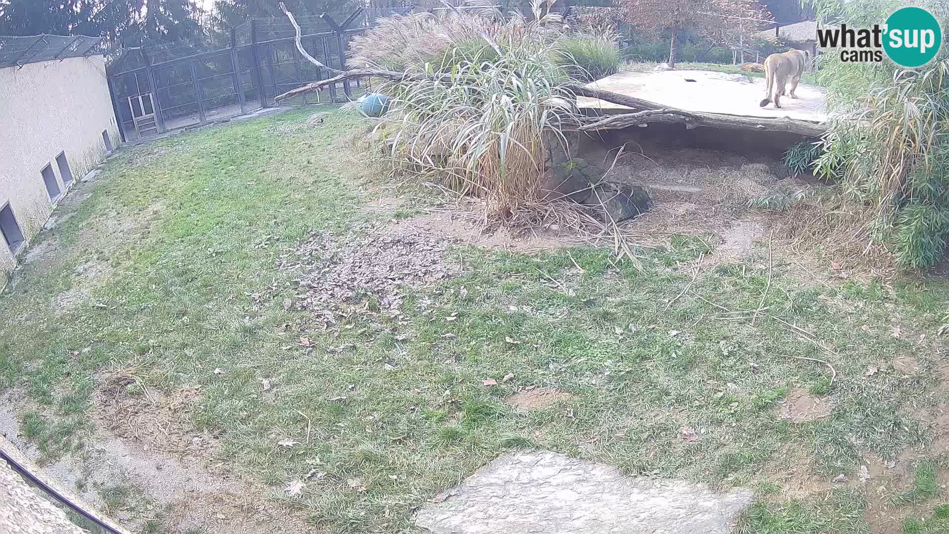 LEON Webcam en vivo en Ljubljana Zoo – Eslovenia