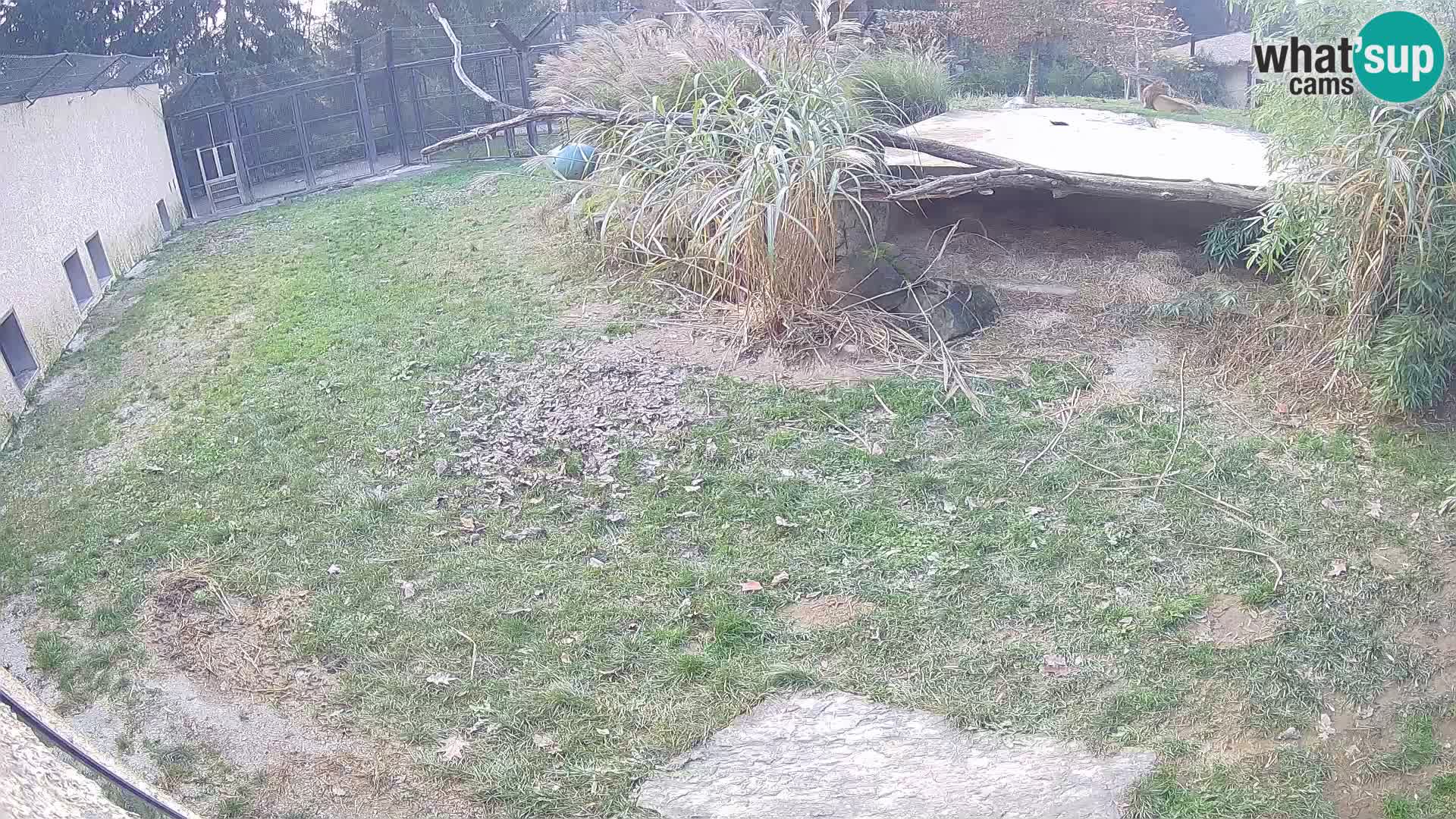 LION live Webcam in Ljubljana Zoo – Slovenia