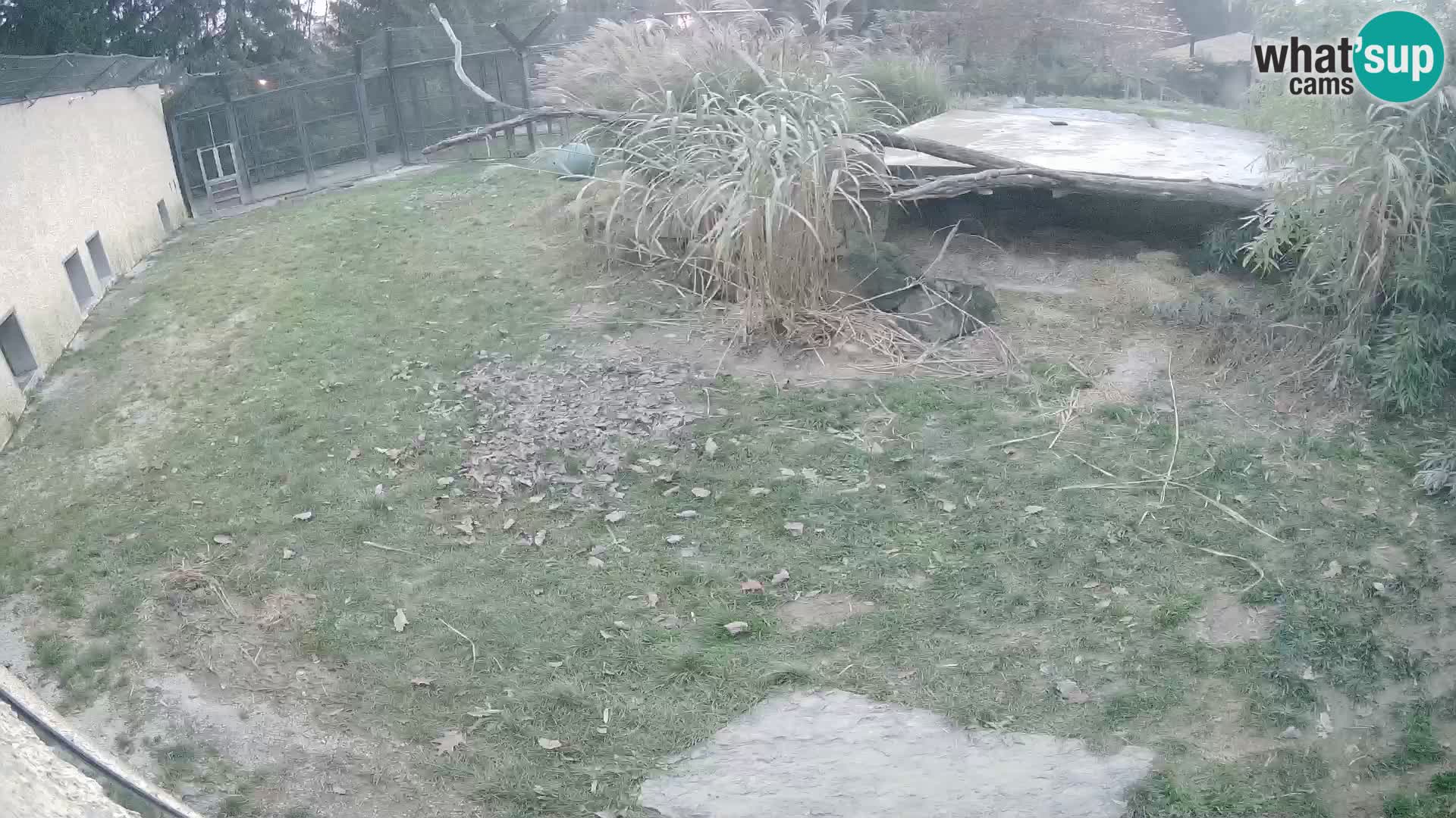 LEVI spletna kamera v živalskem vrtu Ljubljana Zoo