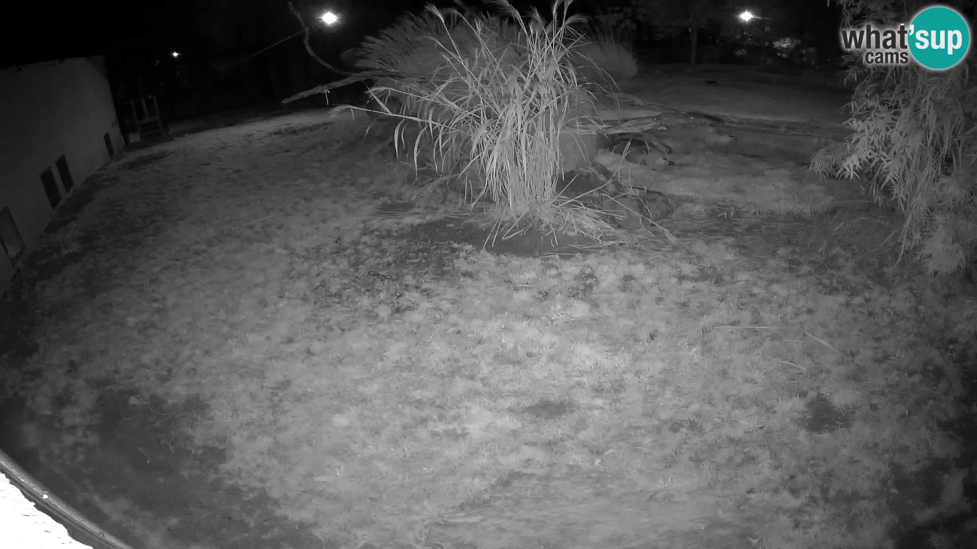 LION live Webcam in Ljubljana Zoo – Slovenia