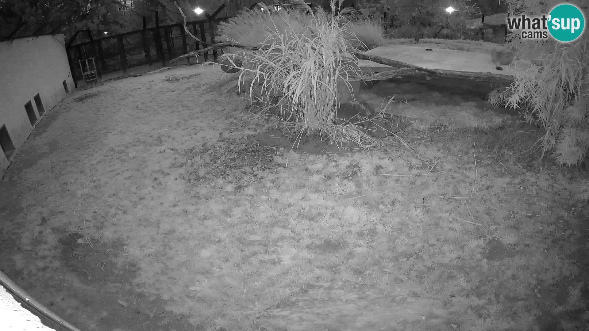 LEON Webcam en vivo en Ljubljana Zoo – Eslovenia