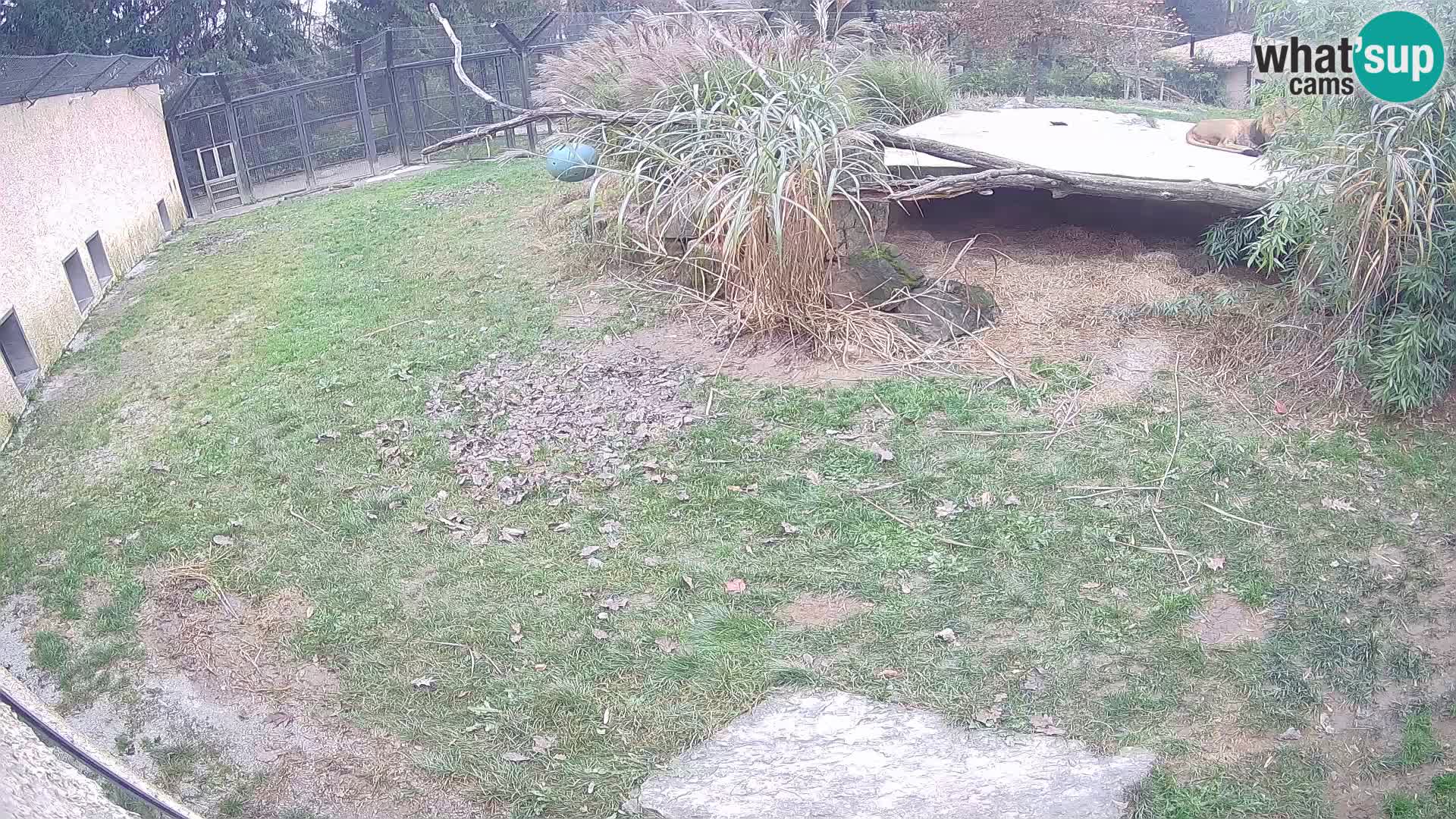 LION live Webcam in Ljubljana Zoo – Slovenia