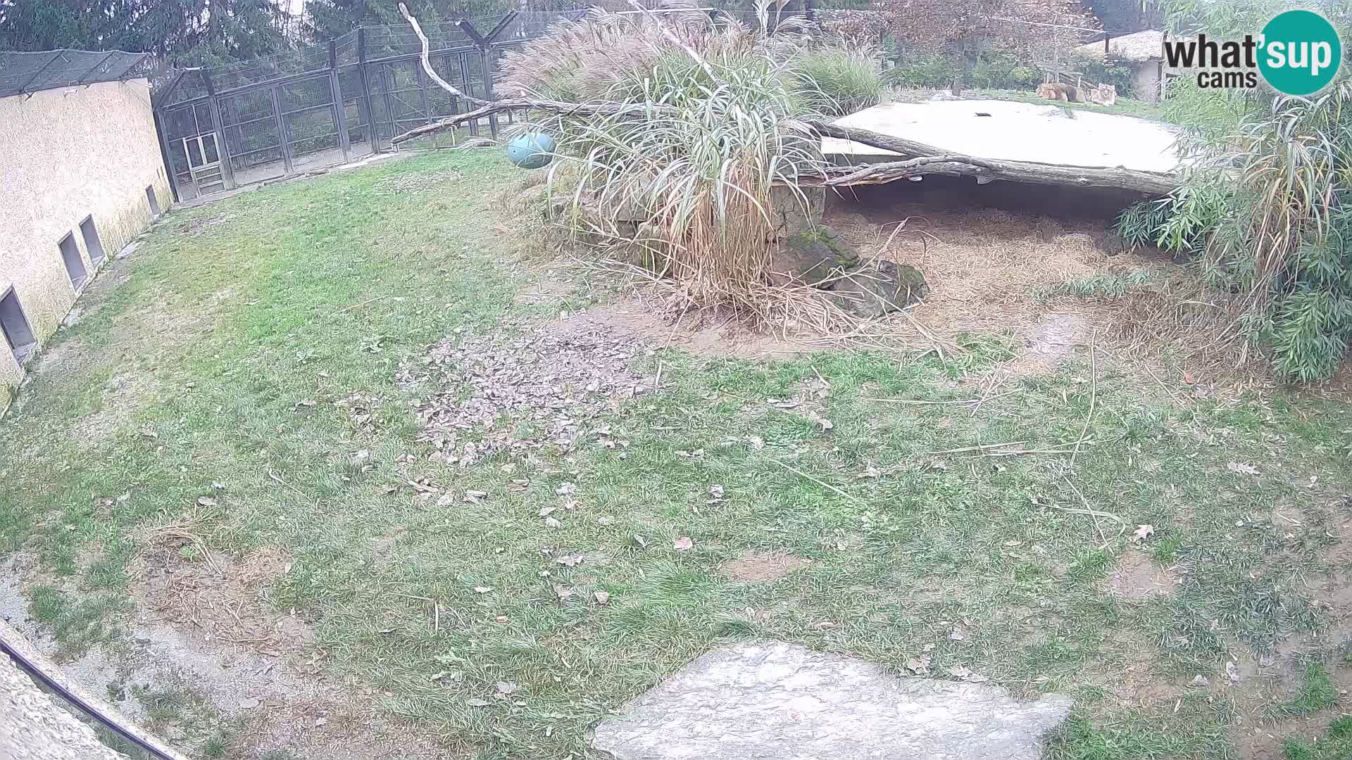 Löwe live Webcam im Zoo von Ljubljana – Slowenien