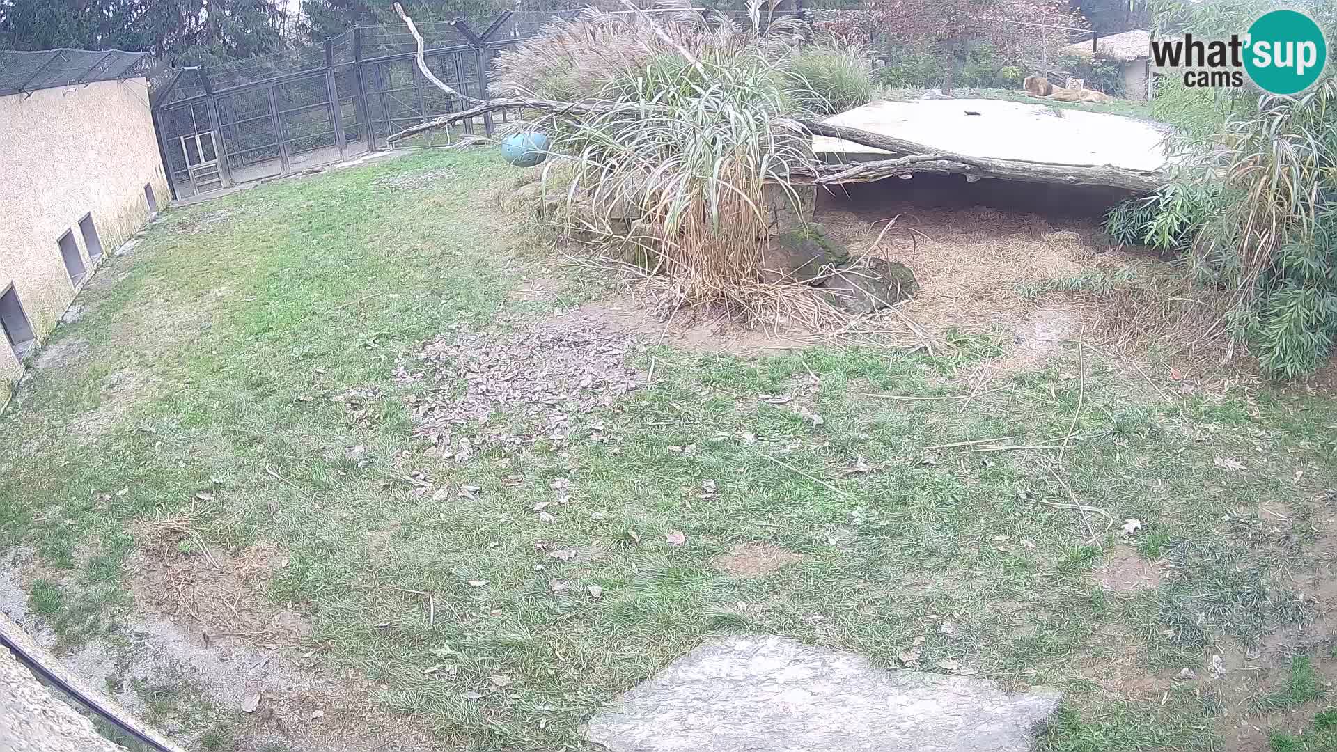 LION live Webcam in Ljubljana Zoo – Slovenia
