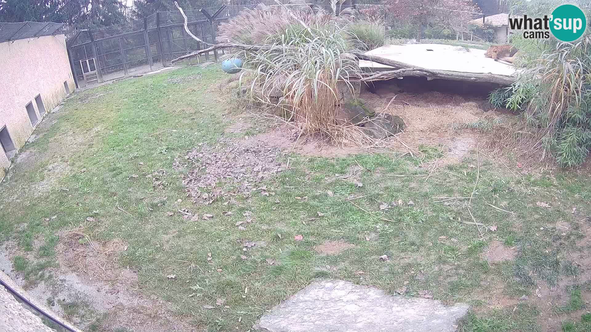 LEON Webcam en vivo en Ljubljana Zoo – Eslovenia