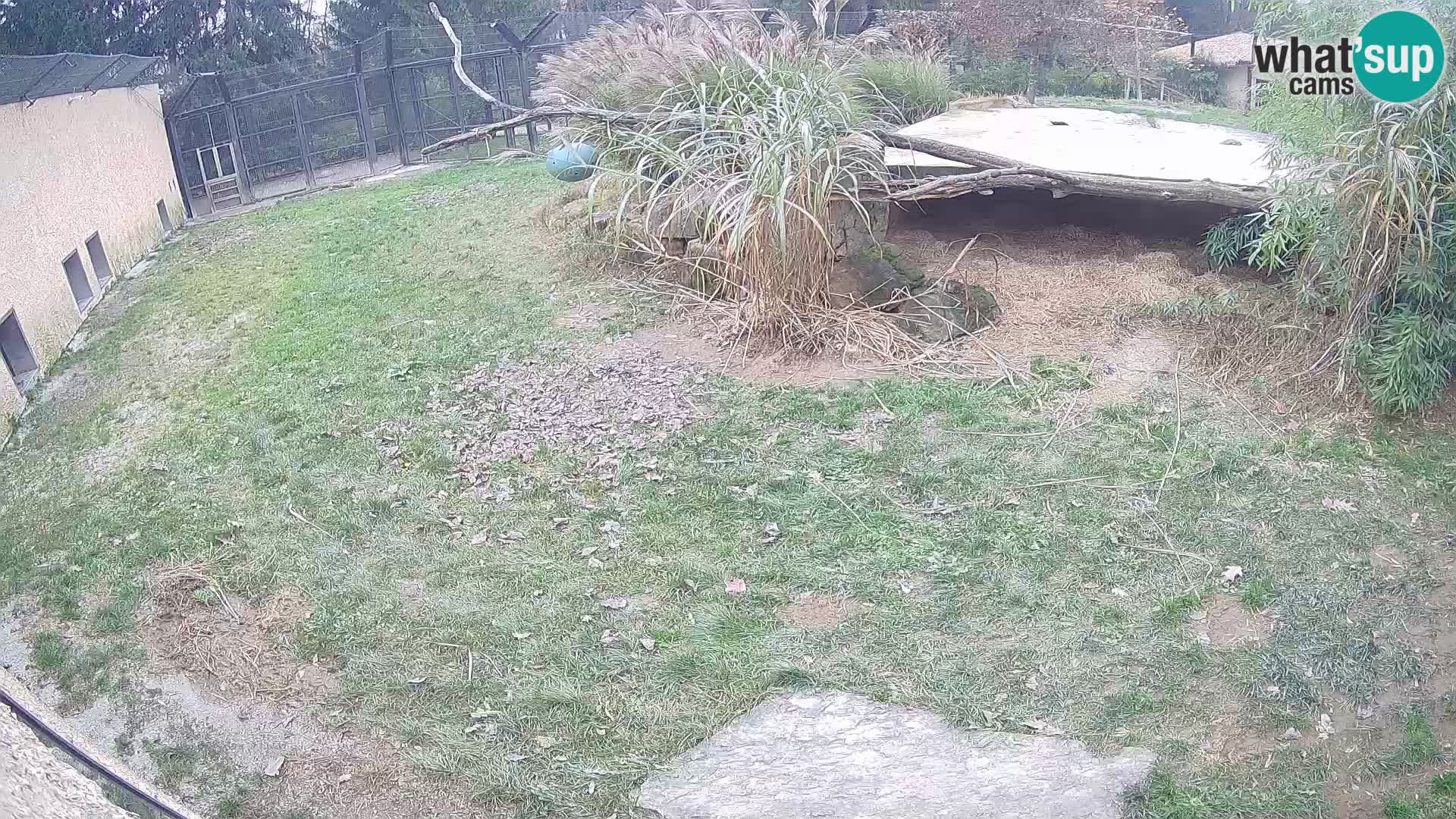 LION webcam en direct du zoo de Ljubljana – Slovénie