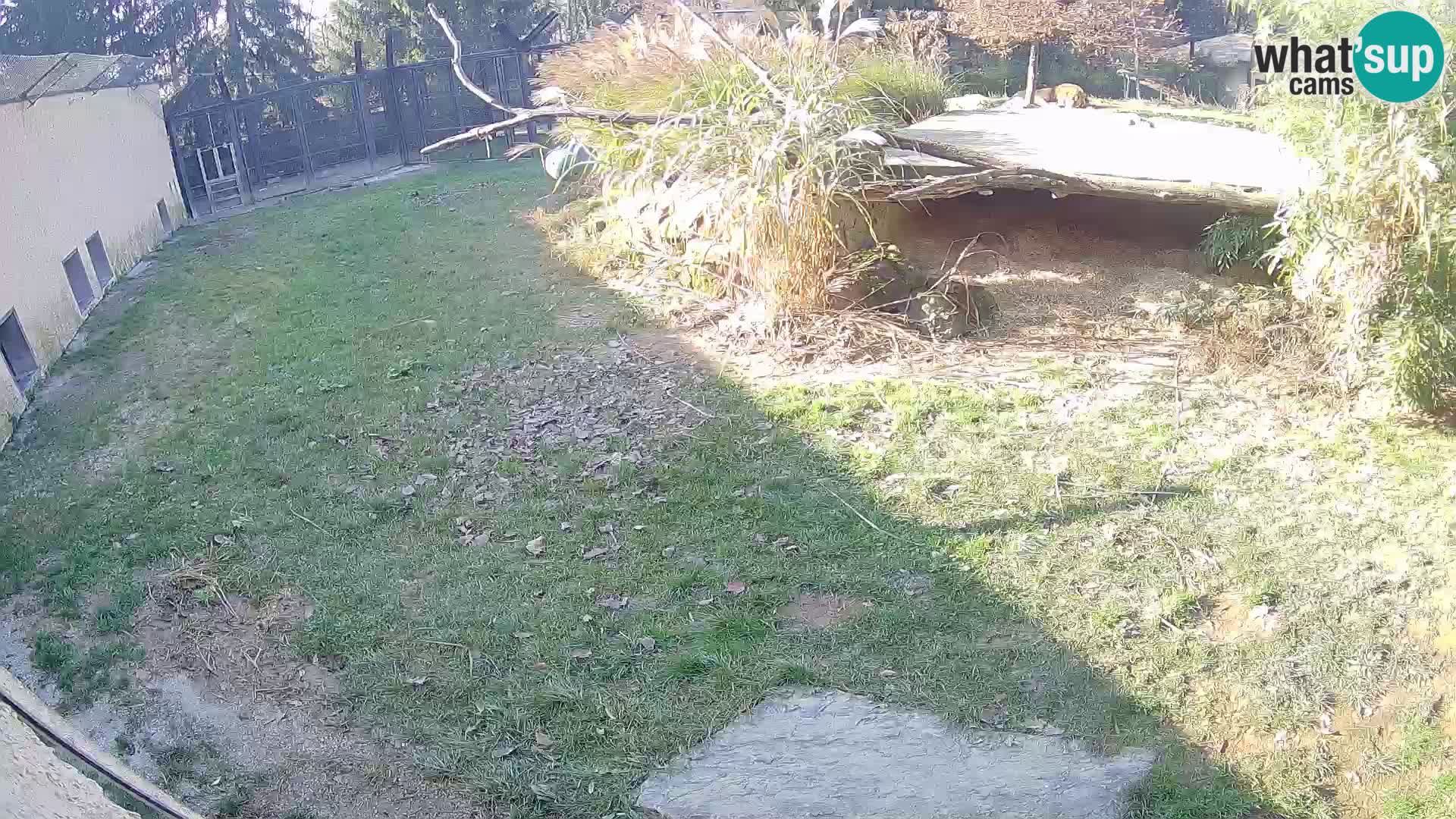 Lavovi web kamera uživo u ljubljanskom zoološkom vrtu – Slovenija