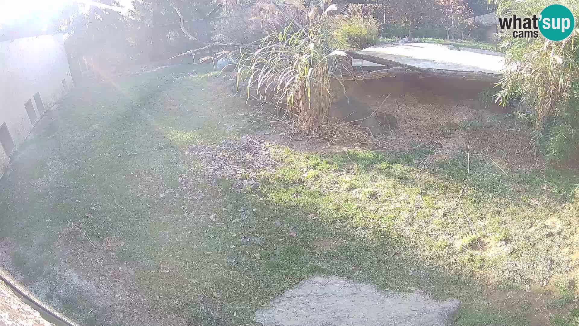 LEON Webcam en vivo en Ljubljana Zoo – Eslovenia