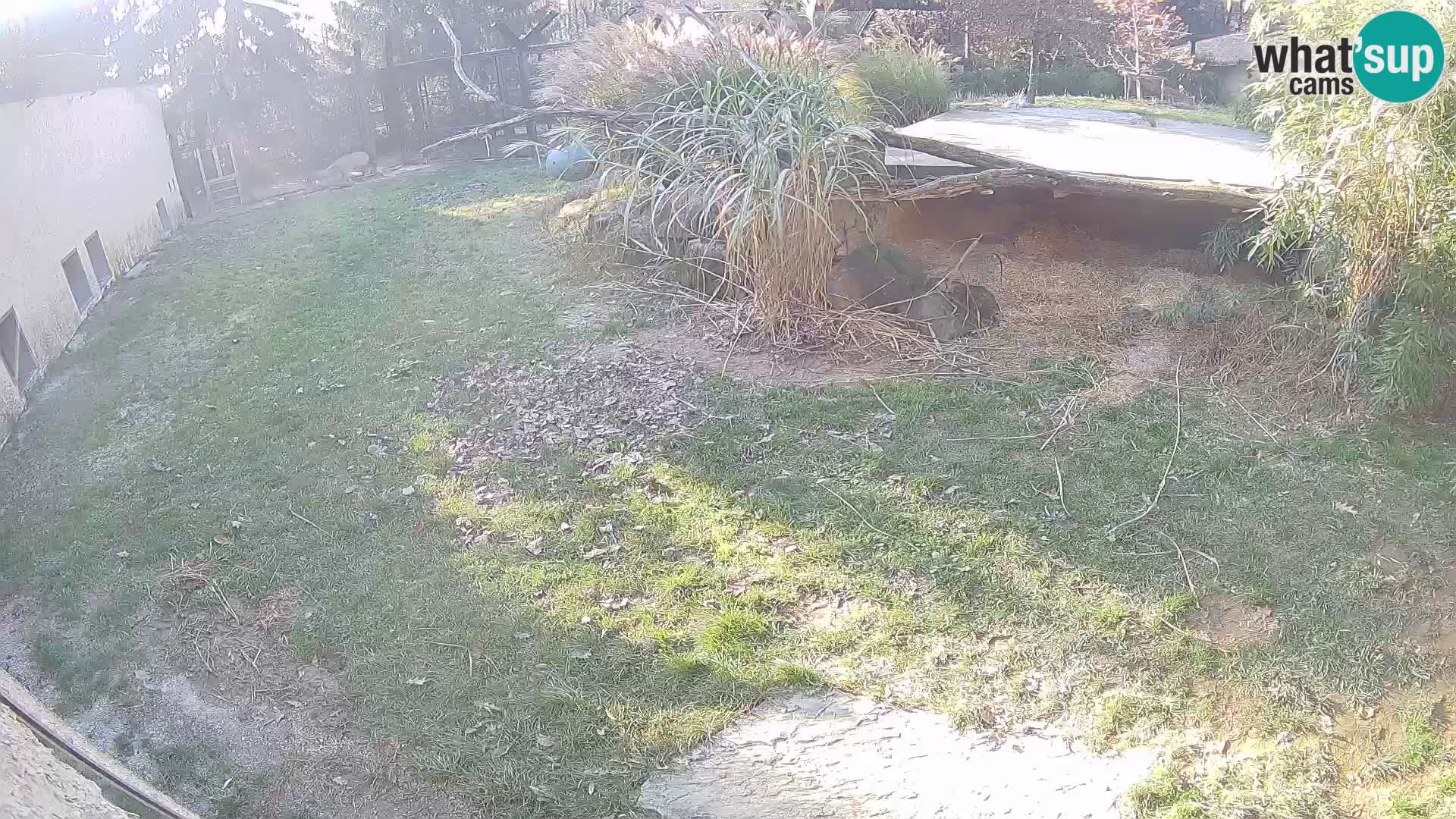 LEVI spletna kamera v živalskem vrtu Ljubljana Zoo