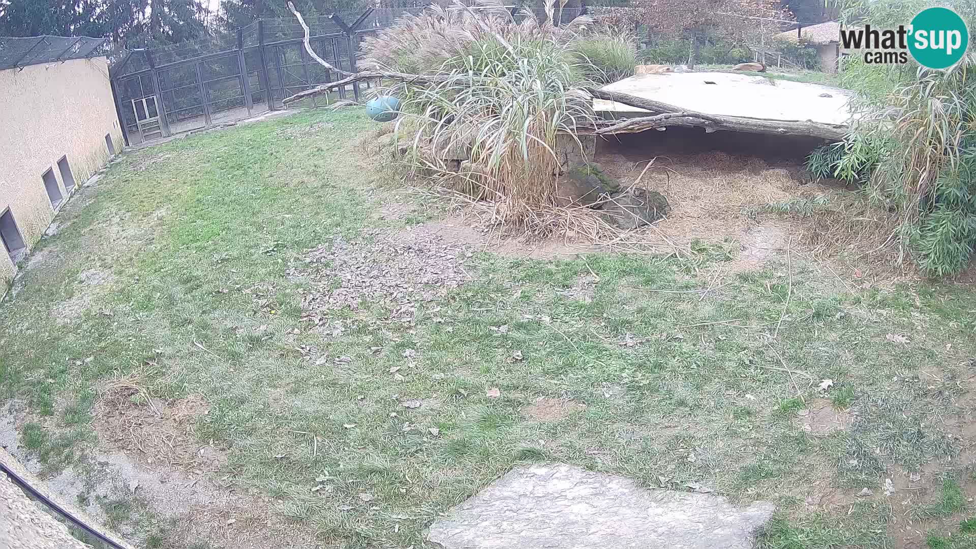 Lavovi web kamera uživo u ljubljanskom zoološkom vrtu – Slovenija