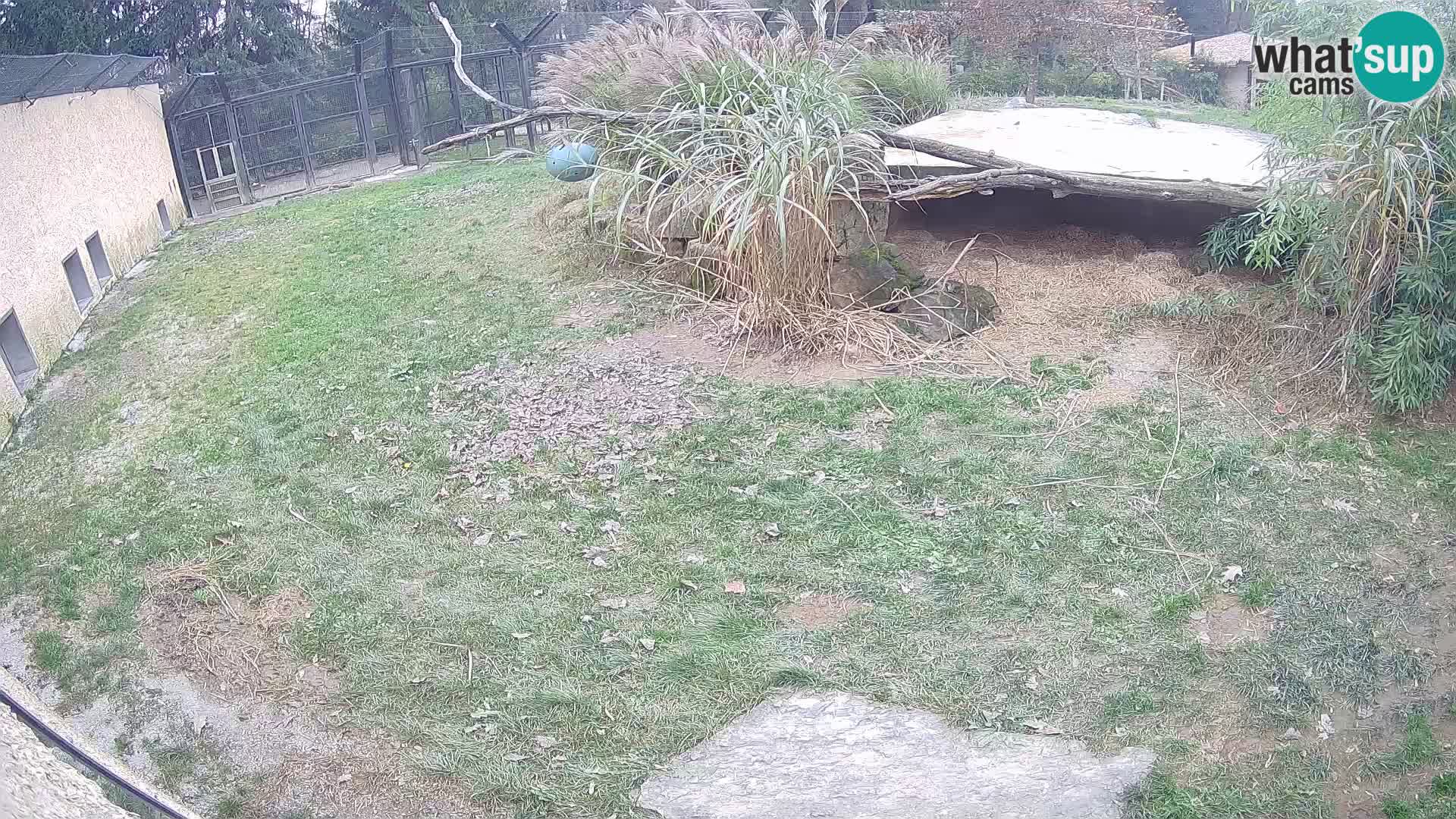 LEONE live Webcam nello zoo di Lubiana – Slovenia