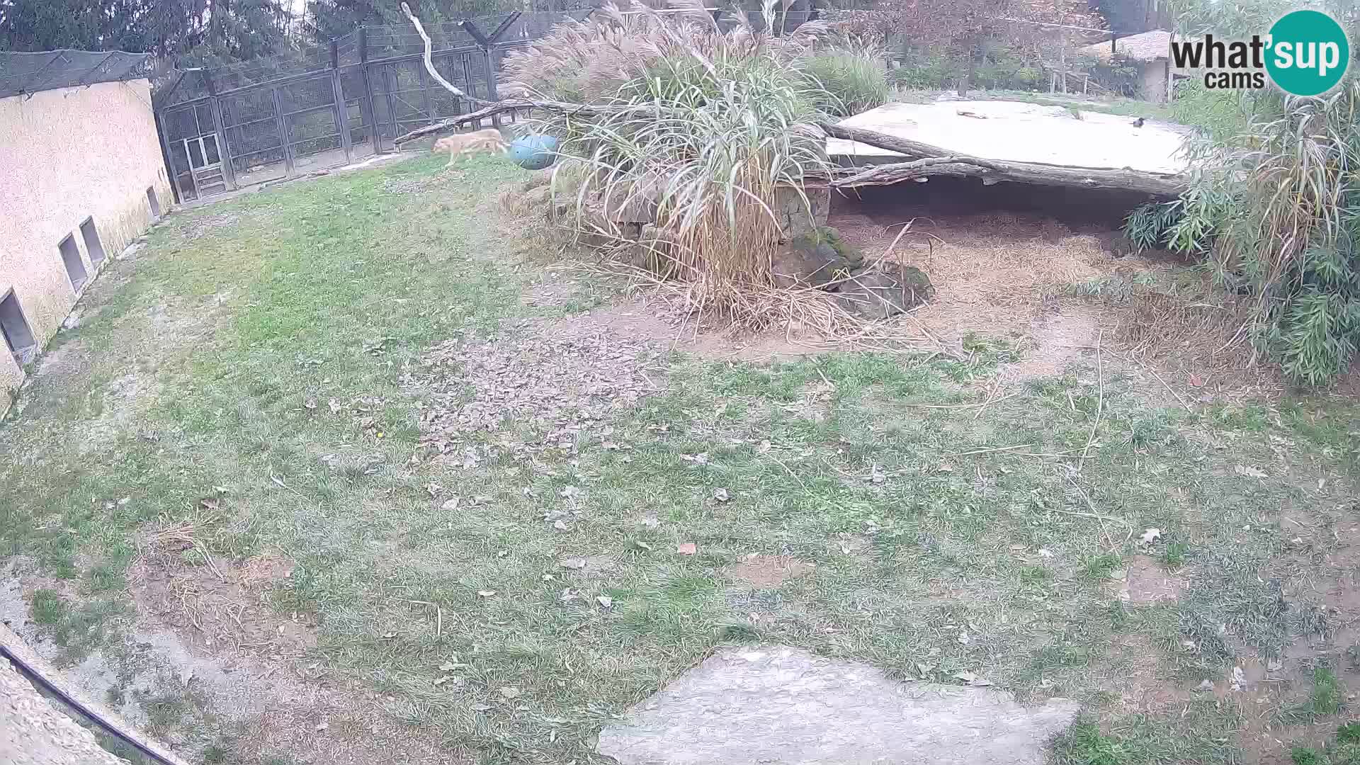 LION webcam en direct du zoo de Ljubljana – Slovénie
