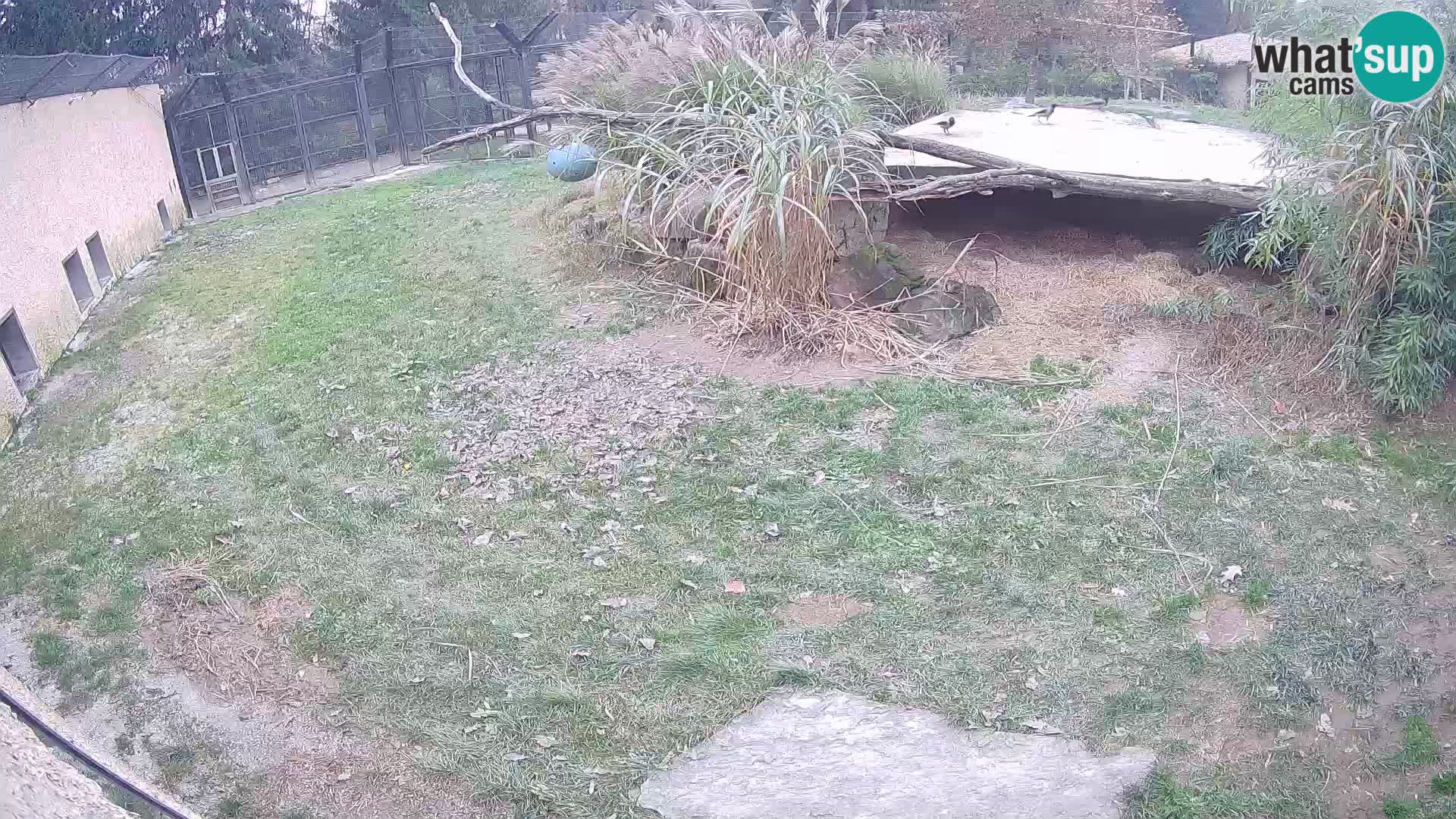 LION webcam en direct du zoo de Ljubljana – Slovénie
