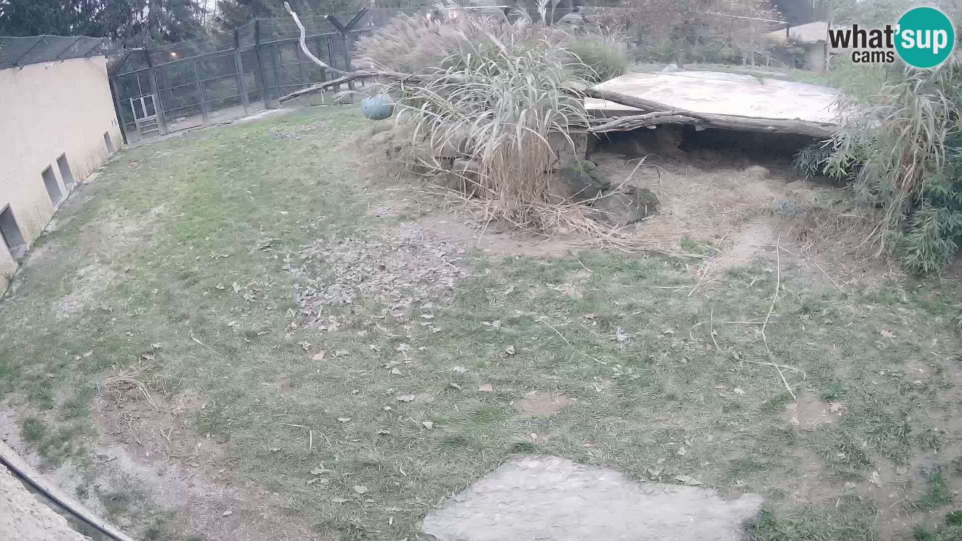 LION live Webcam in Ljubljana Zoo – Slovenia
