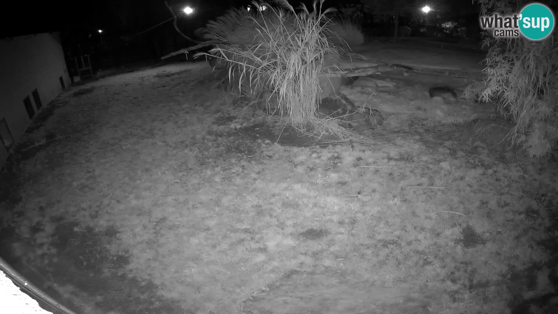 LION webcam en direct du zoo de Ljubljana – Slovénie