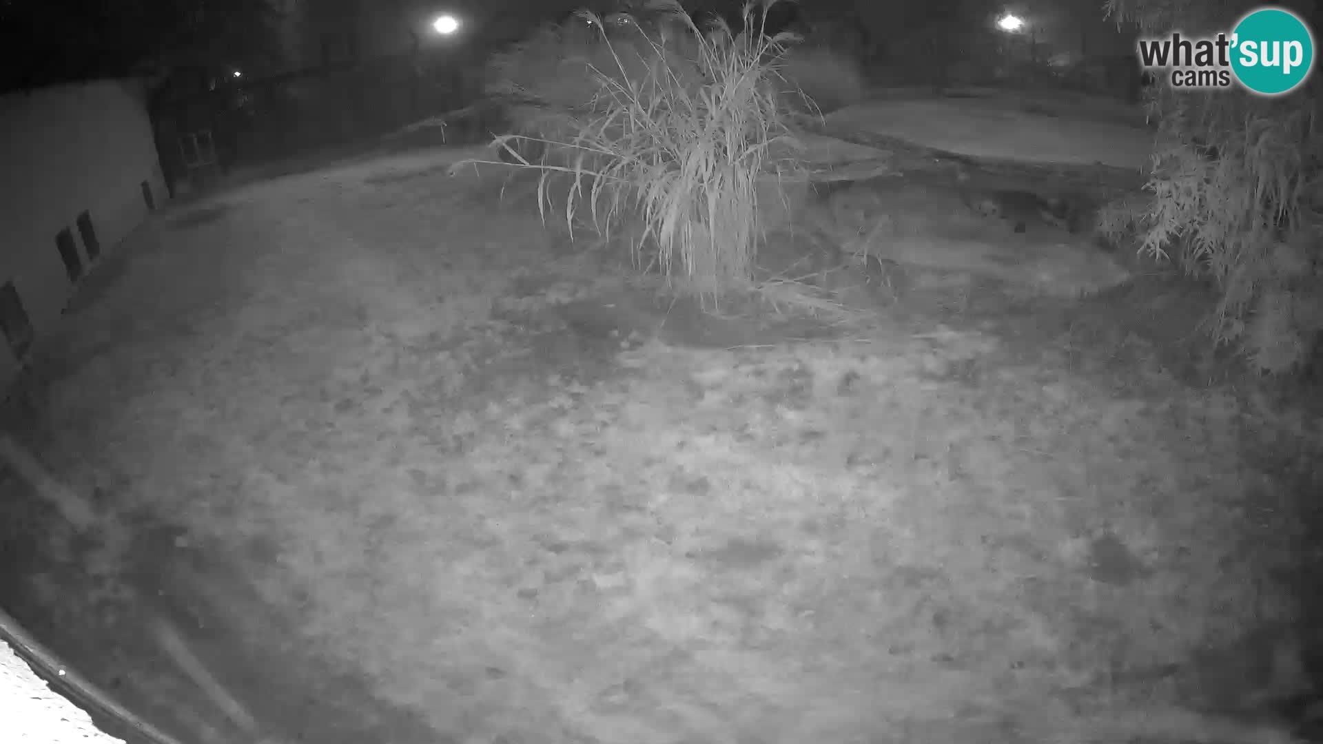 LION webcam en direct du zoo de Ljubljana – Slovénie