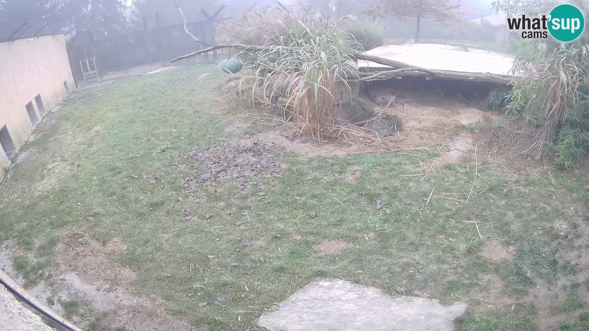LEVI spletna kamera v živalskem vrtu Ljubljana Zoo