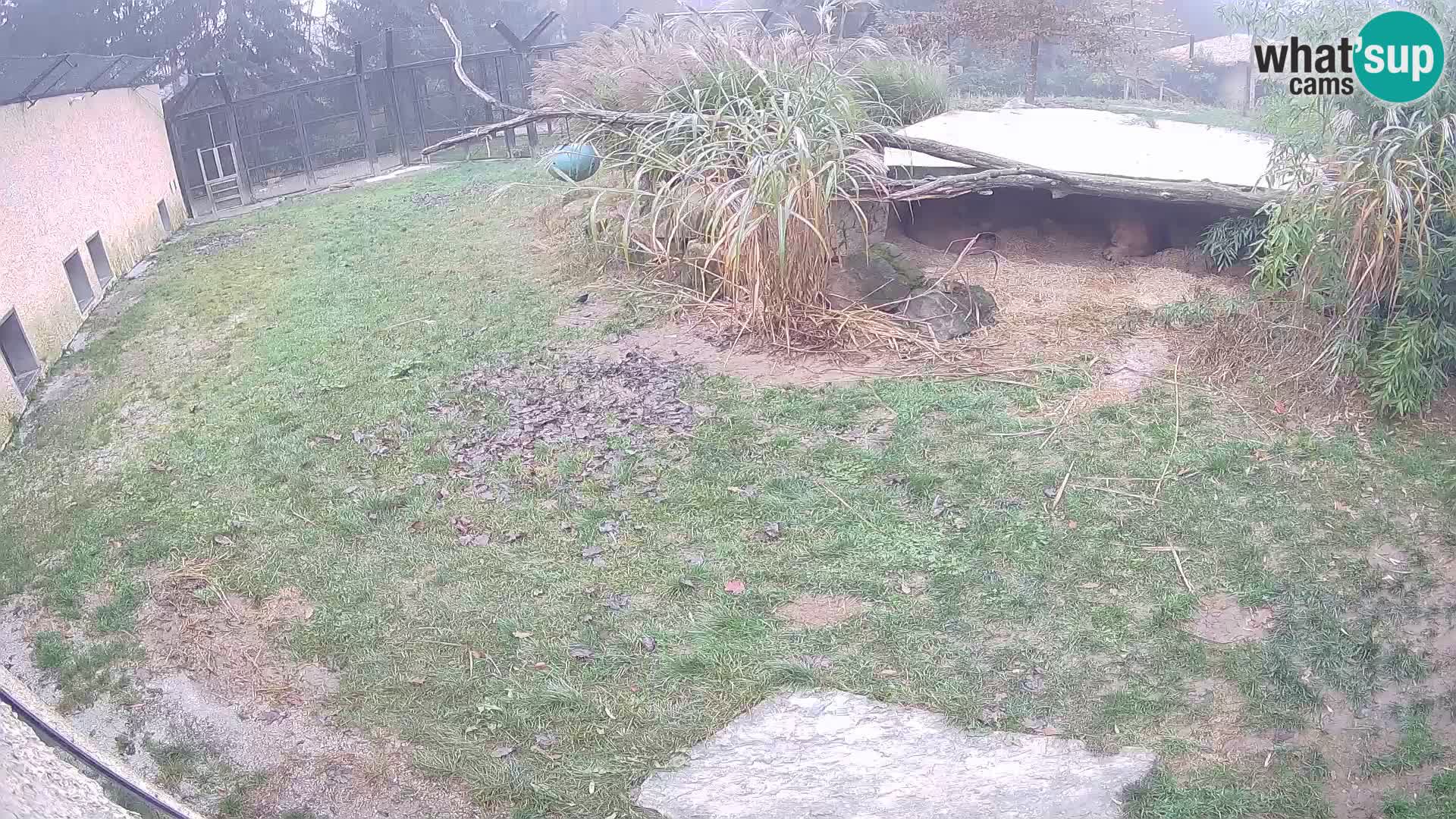 LION webcam en direct du zoo de Ljubljana – Slovénie