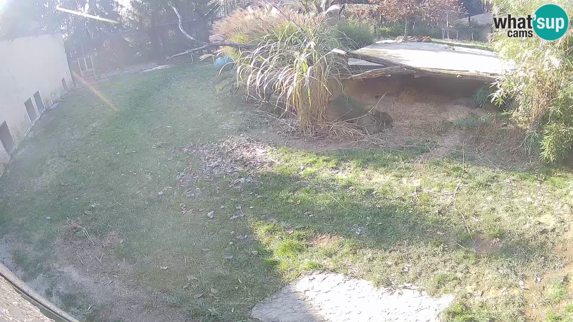 LION live Webcam in Ljubljana Zoo – Slovenia