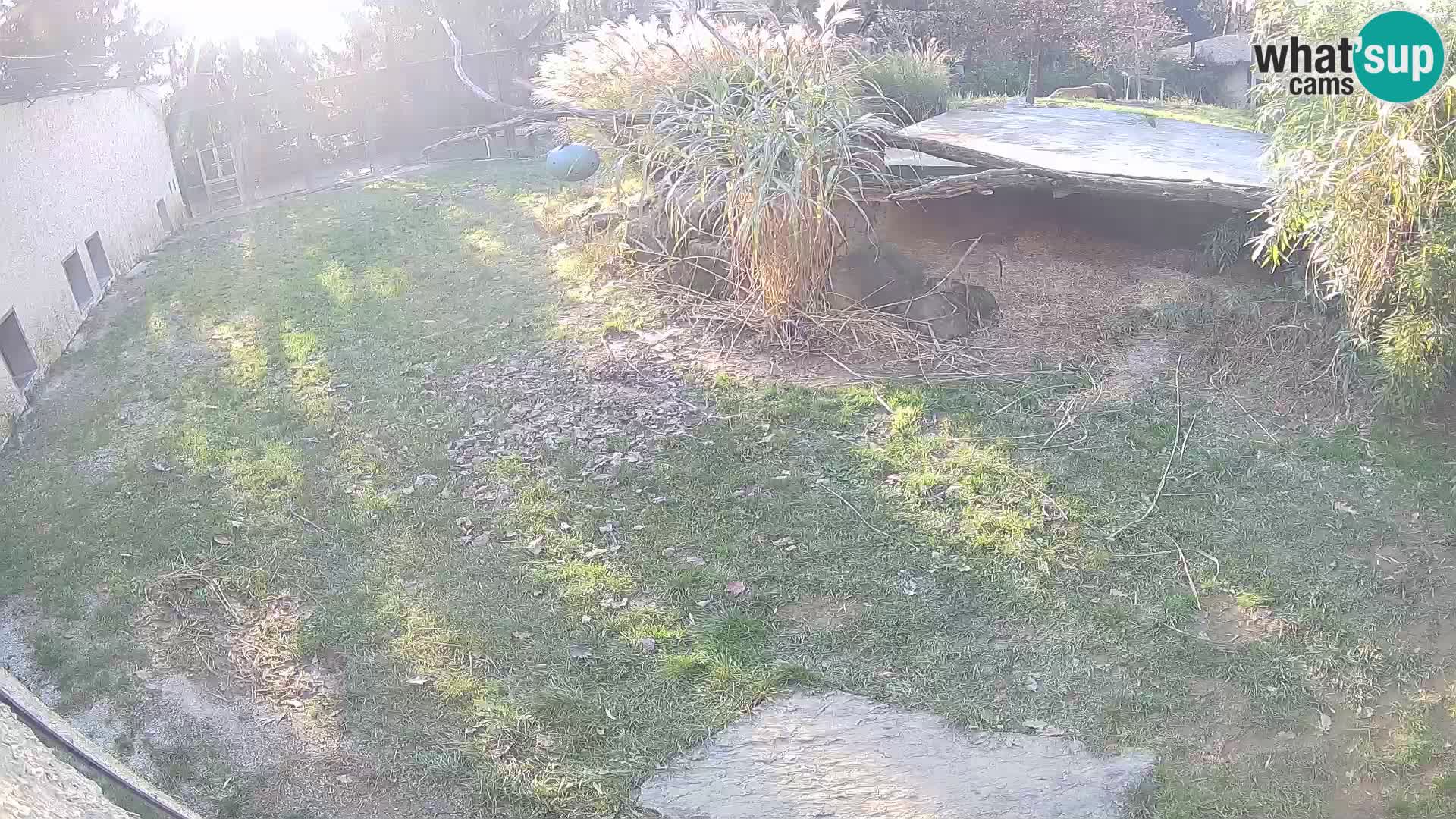 Lavovi web kamera uživo u ljubljanskom zoološkom vrtu – Slovenija