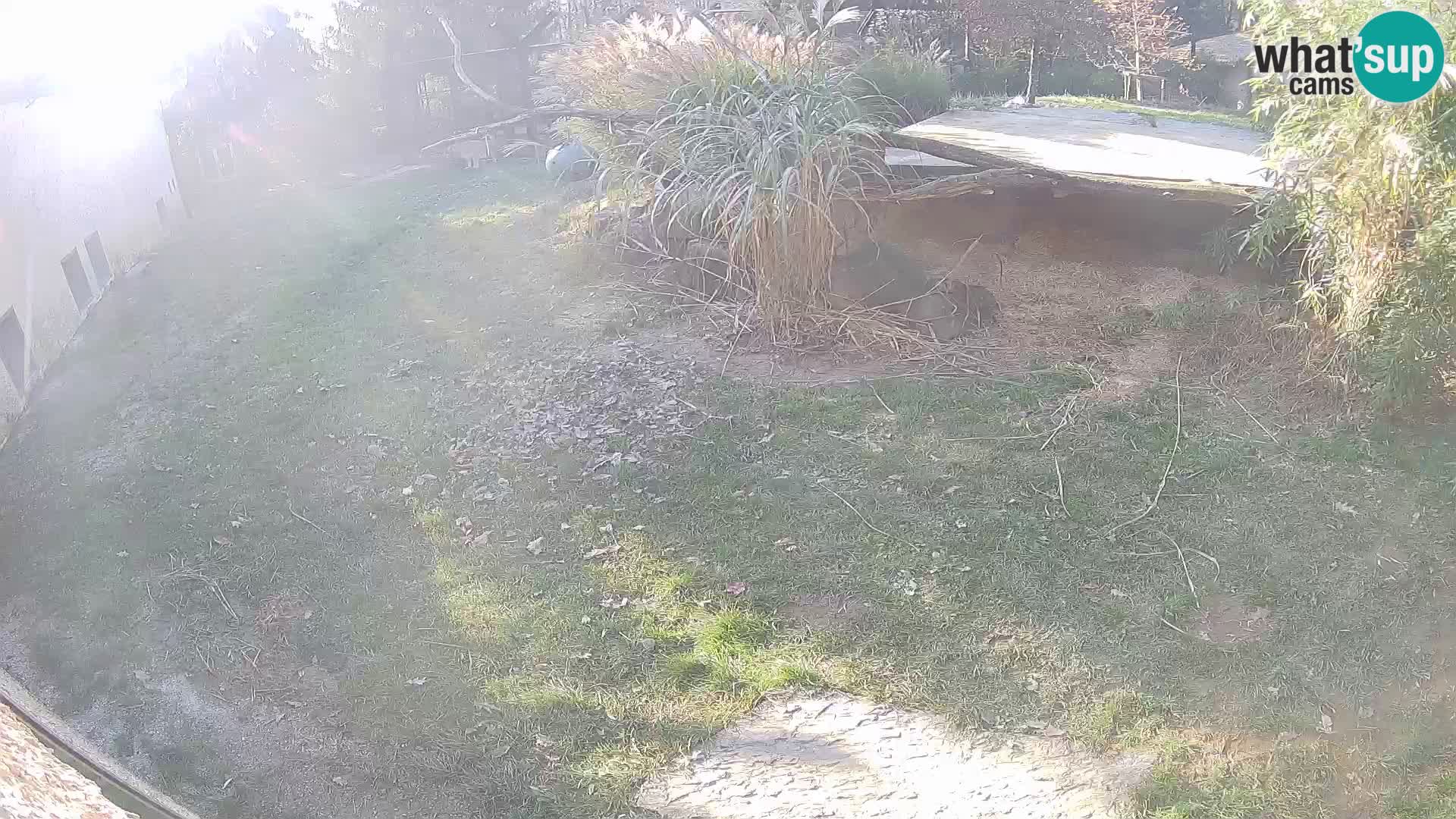 LION live Webcam in Ljubljana Zoo – Slovenia