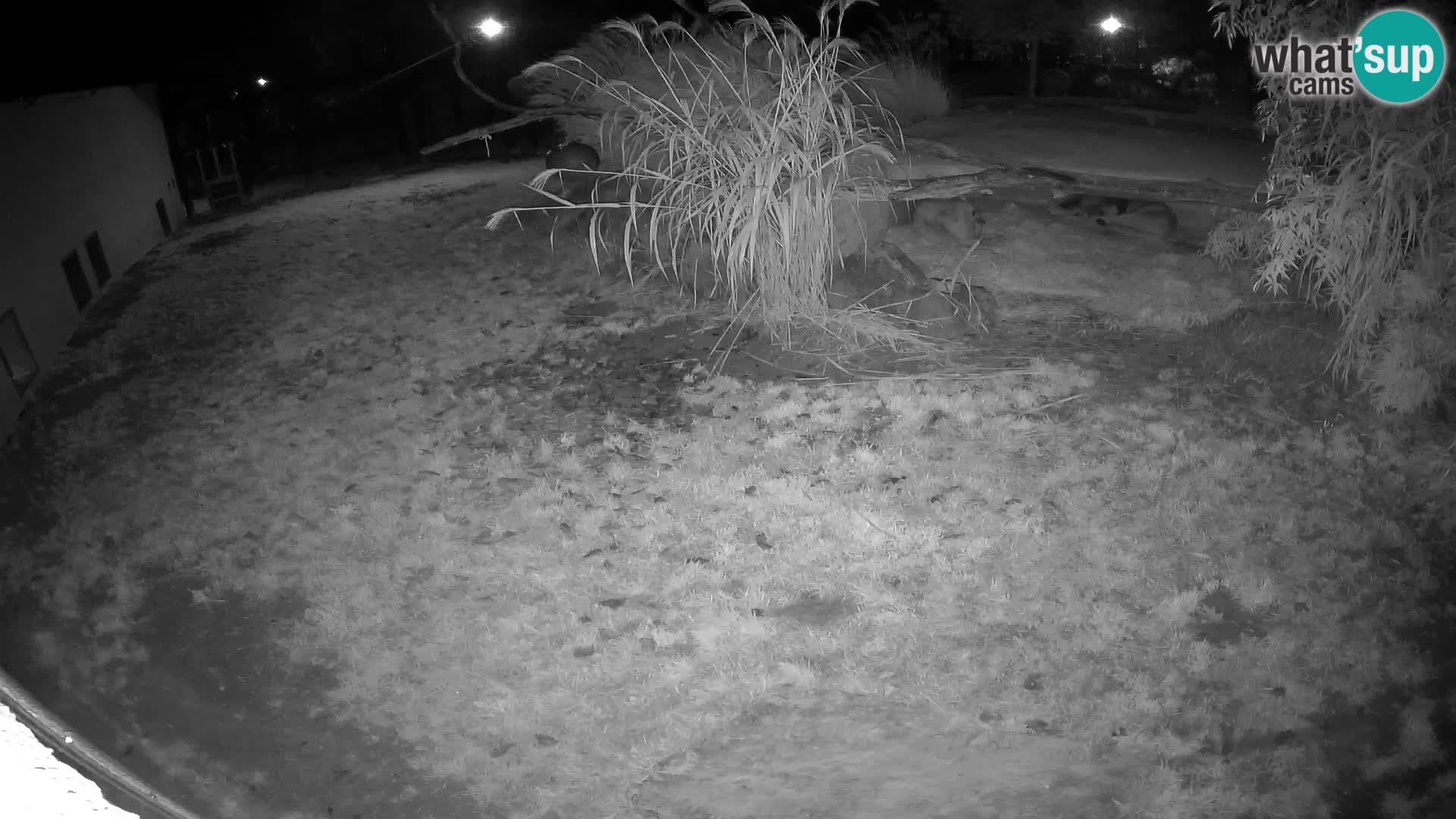 LION live Webcam in Ljubljana Zoo – Slovenia