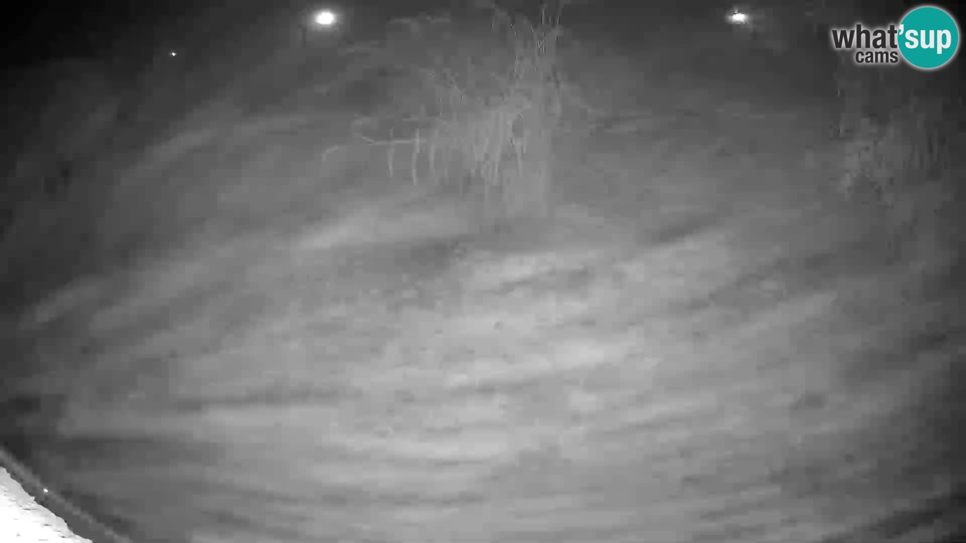 Lavovi web kamera uživo u ljubljanskom zoološkom vrtu – Slovenija