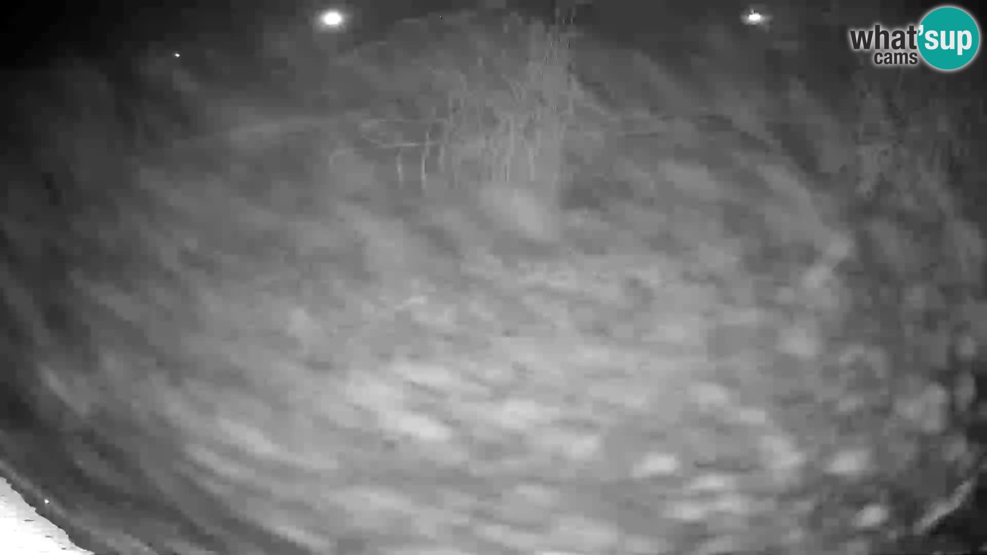 Löwe live Webcam im Zoo von Ljubljana – Slowenien