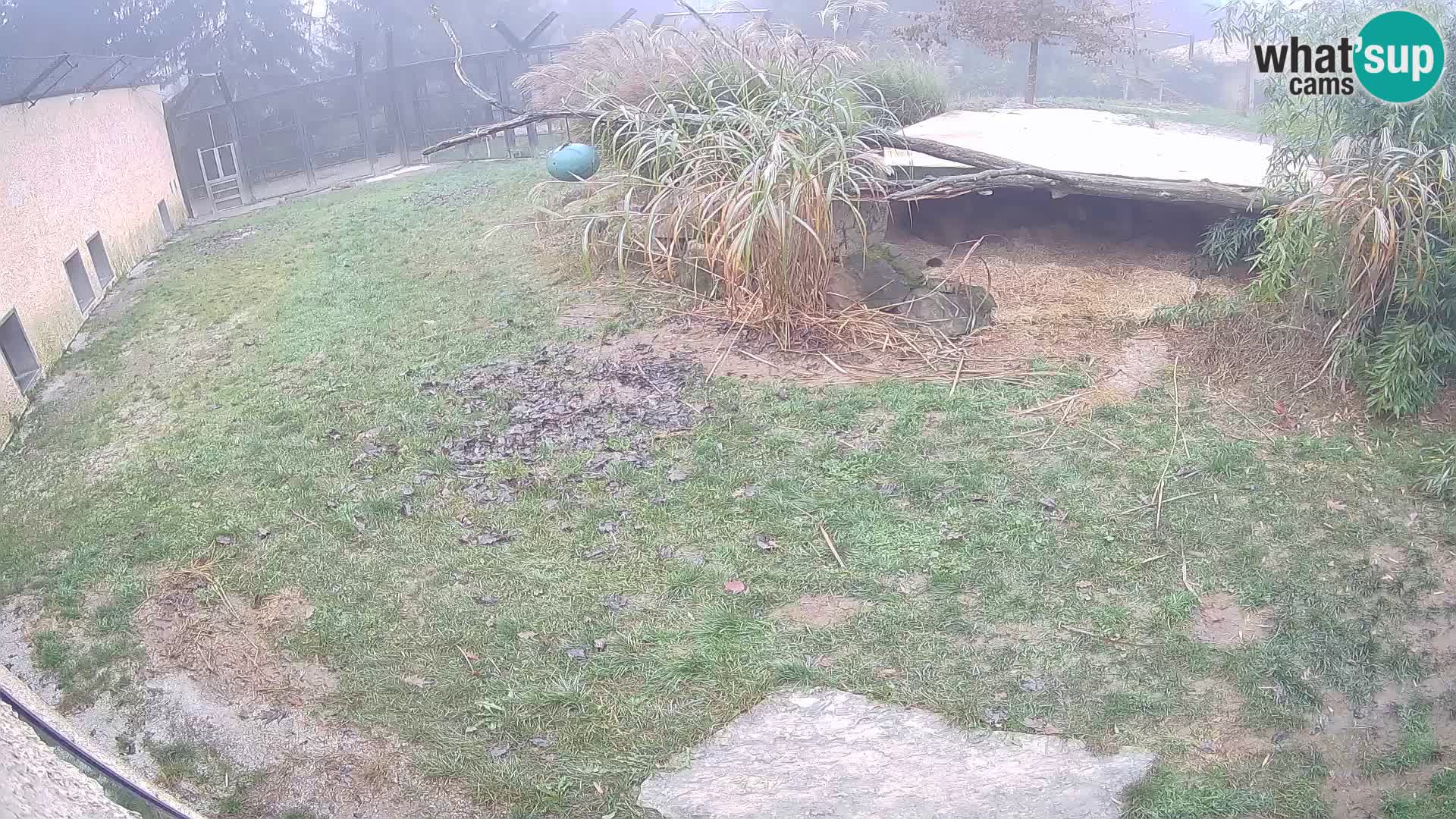 Lavovi web kamera uživo u ljubljanskom zoološkom vrtu – Slovenija