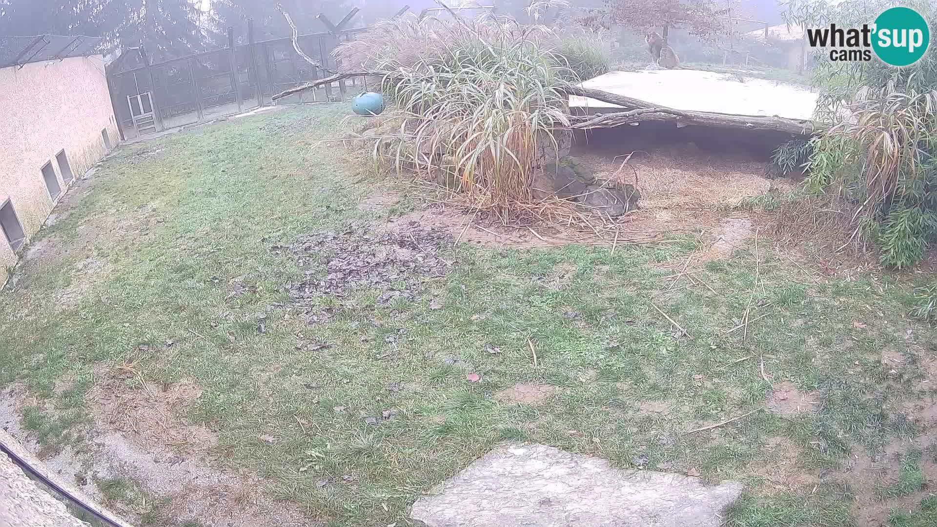 Löwe live Webcam im Zoo von Ljubljana – Slowenien