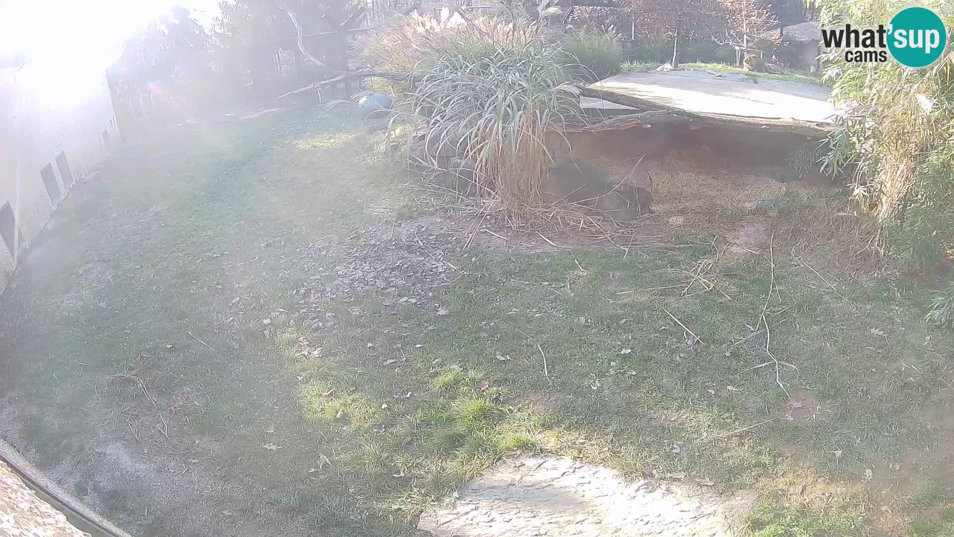 LEVI spletna kamera v živalskem vrtu Ljubljana Zoo