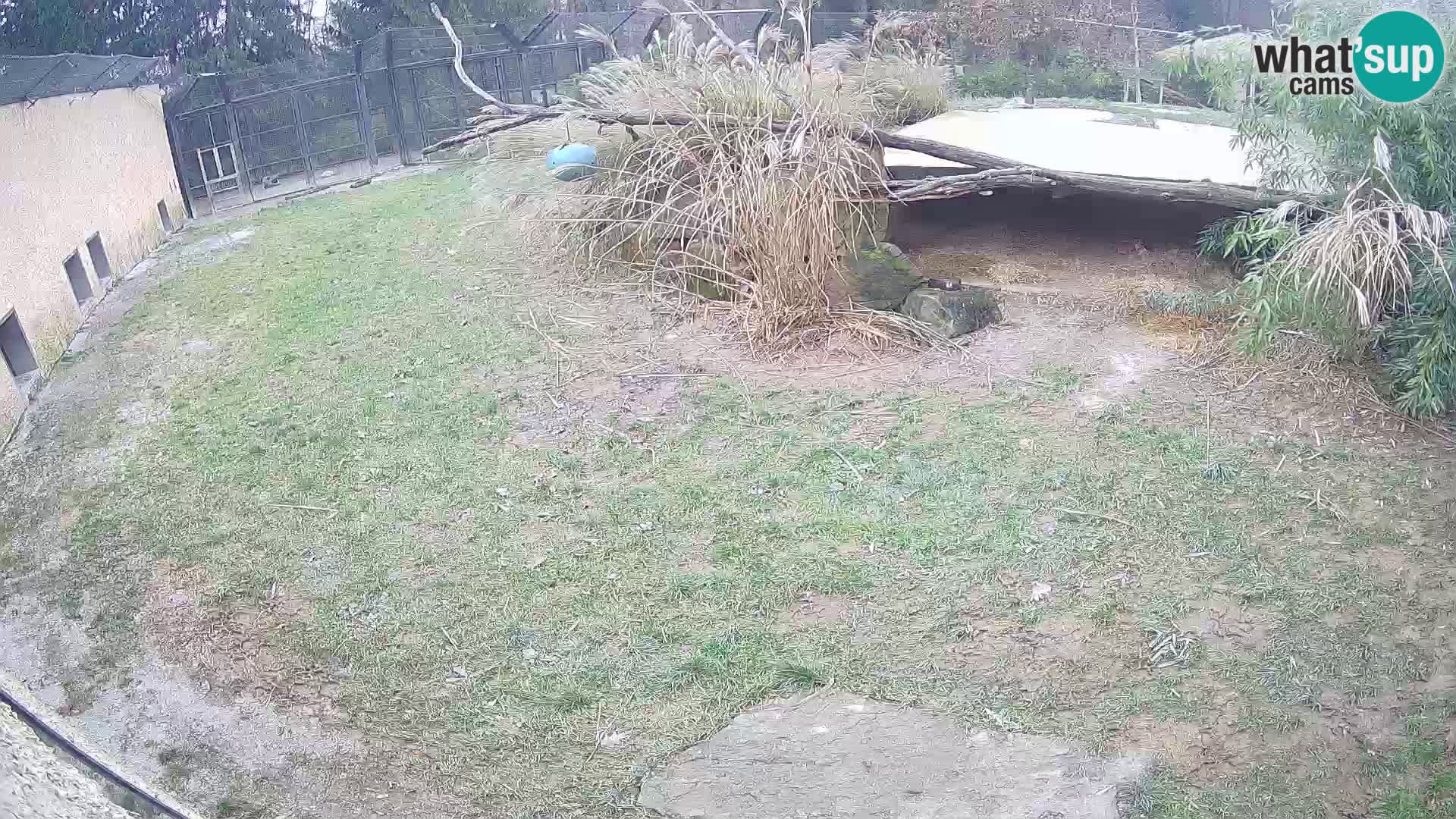 LION live Webcam in Ljubljana Zoo – Slovenia