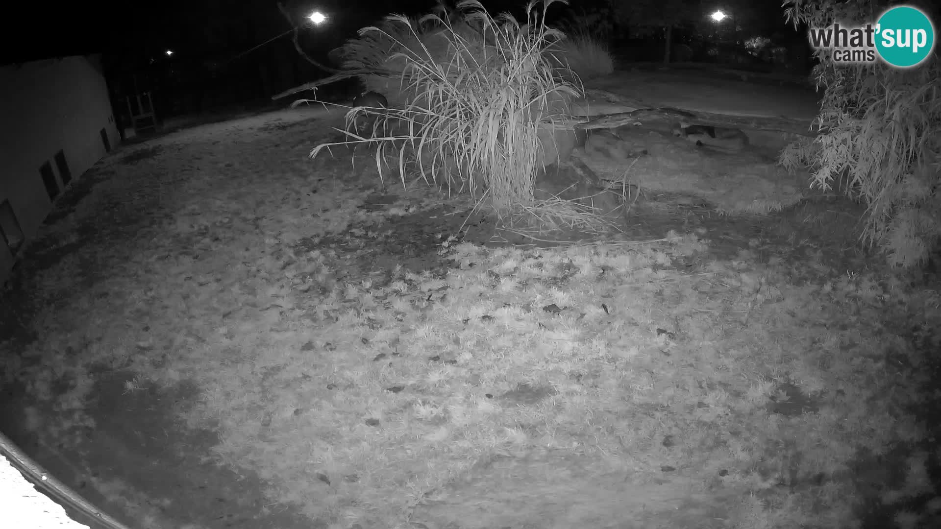 LEVI spletna kamera v živalskem vrtu Ljubljana Zoo