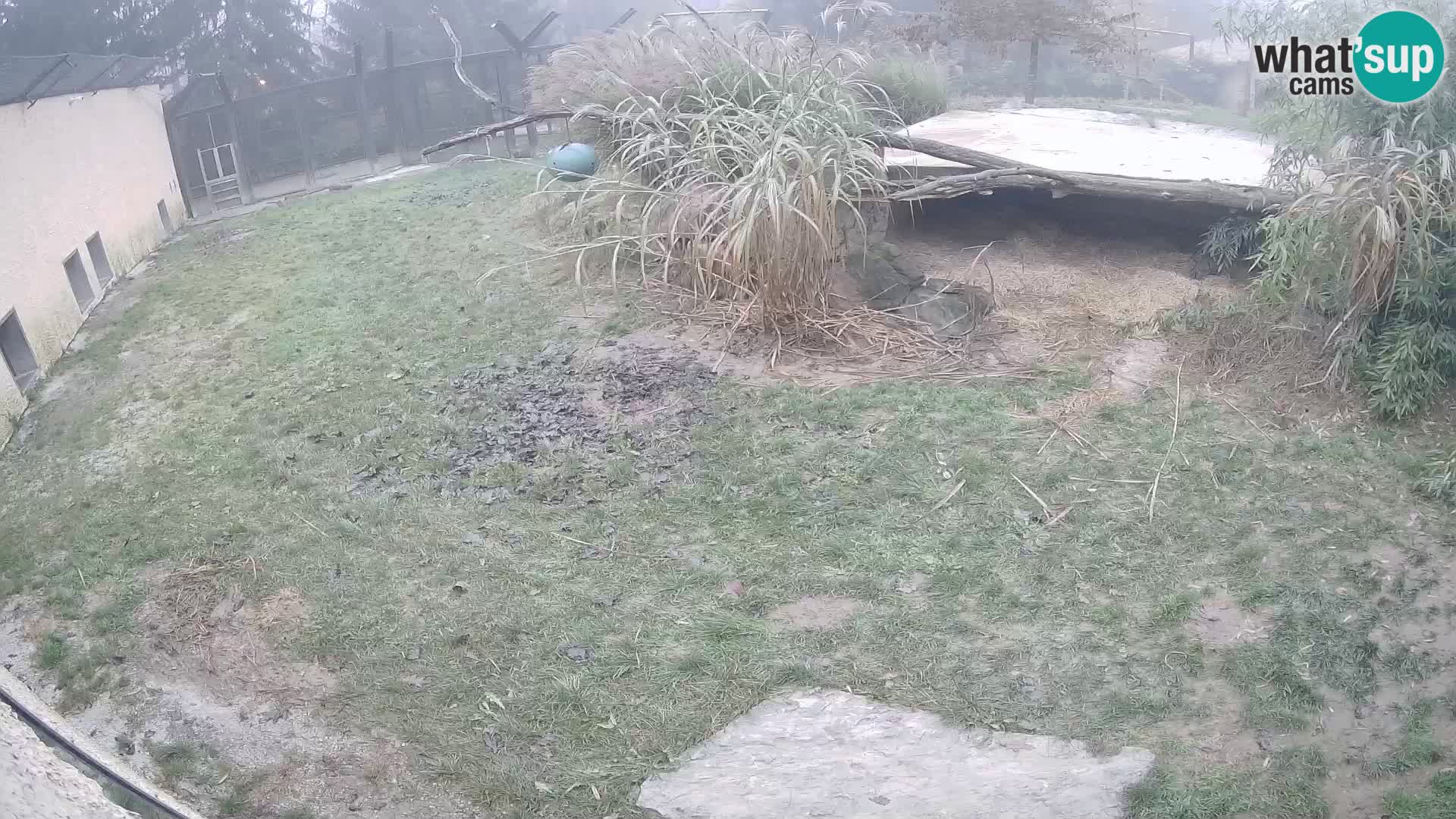 LEONE live Webcam nello zoo di Lubiana – Slovenia