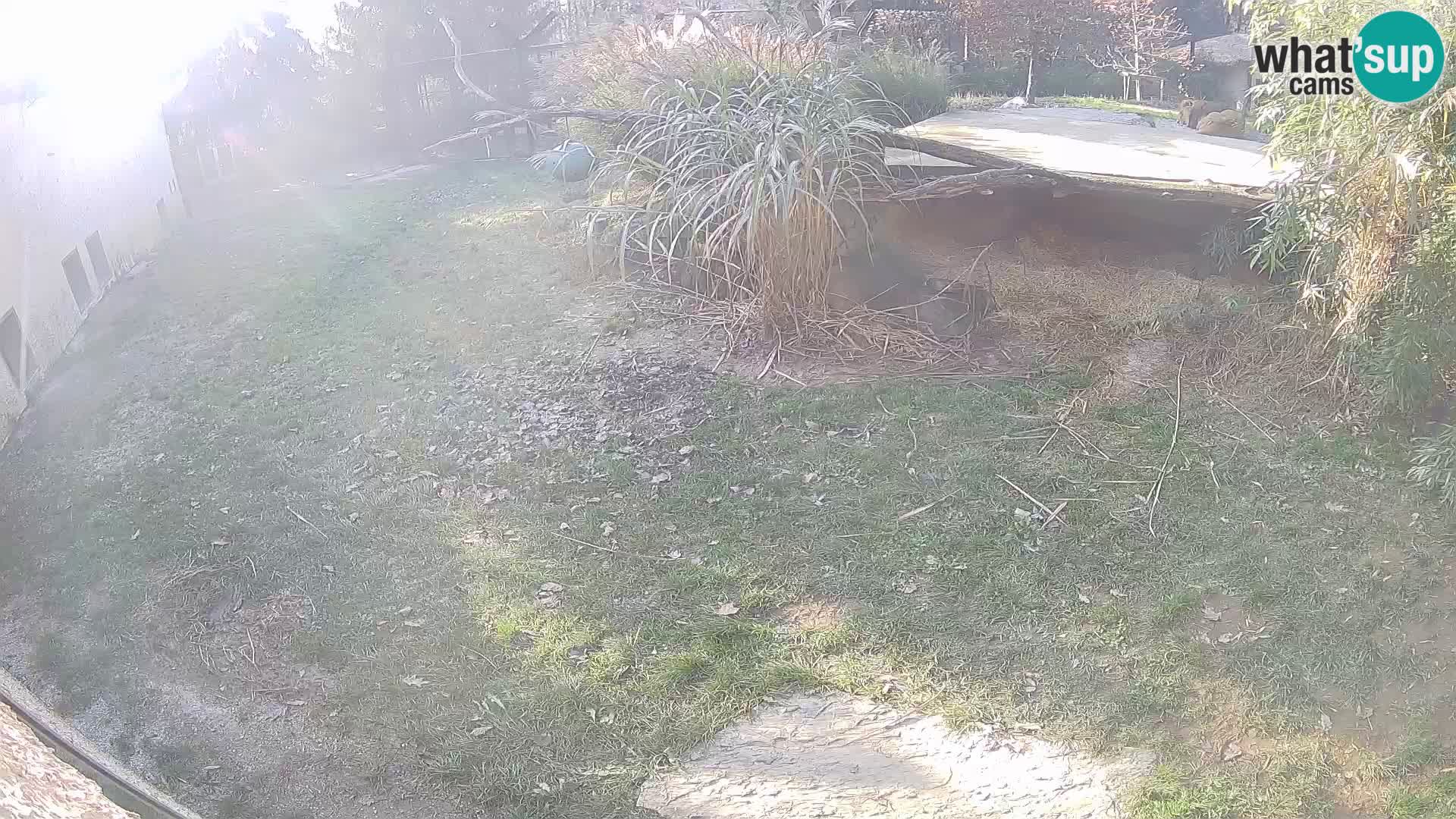 LEONE live Webcam nello zoo di Lubiana – Slovenia